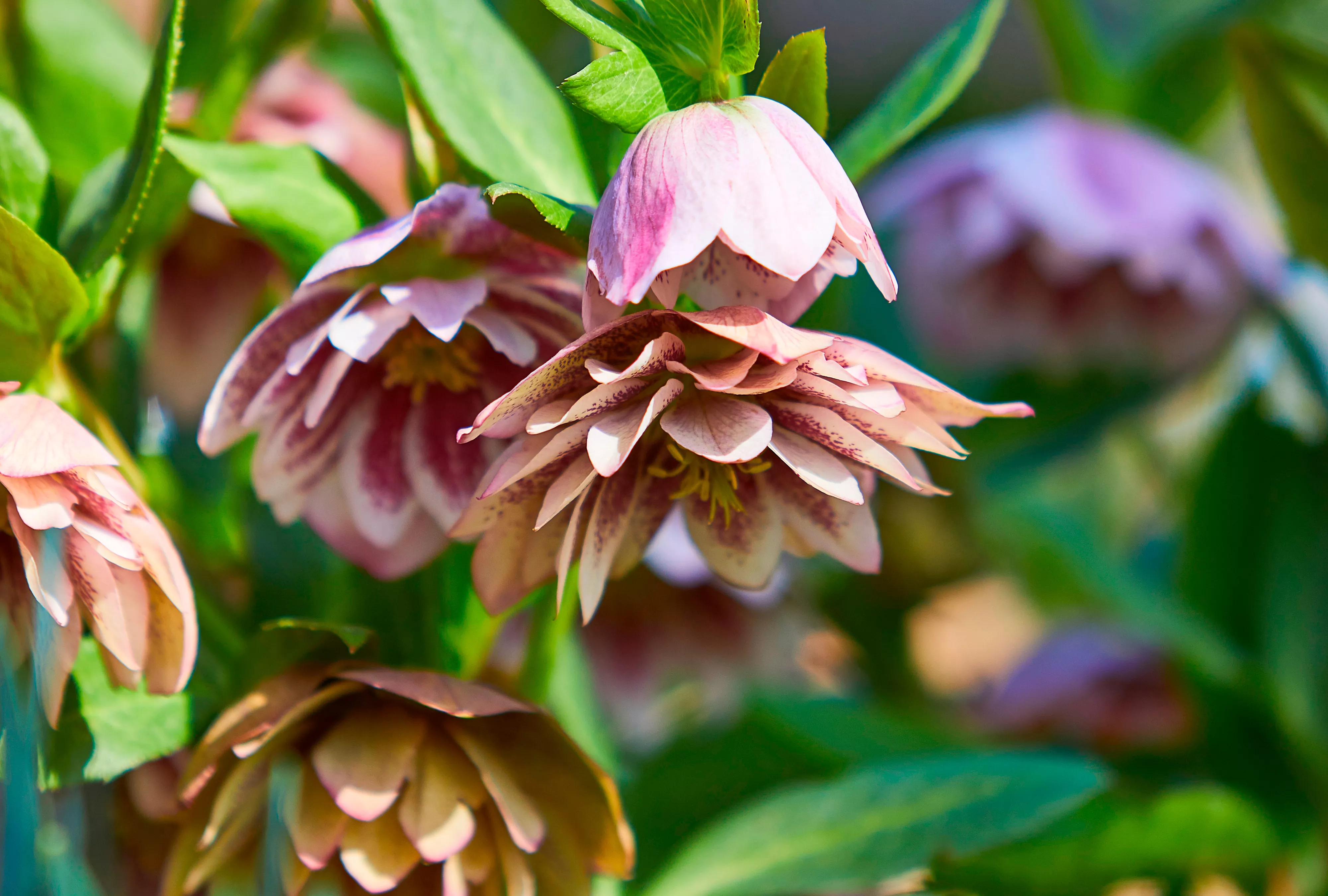 Shotgun Wedding Hellebore