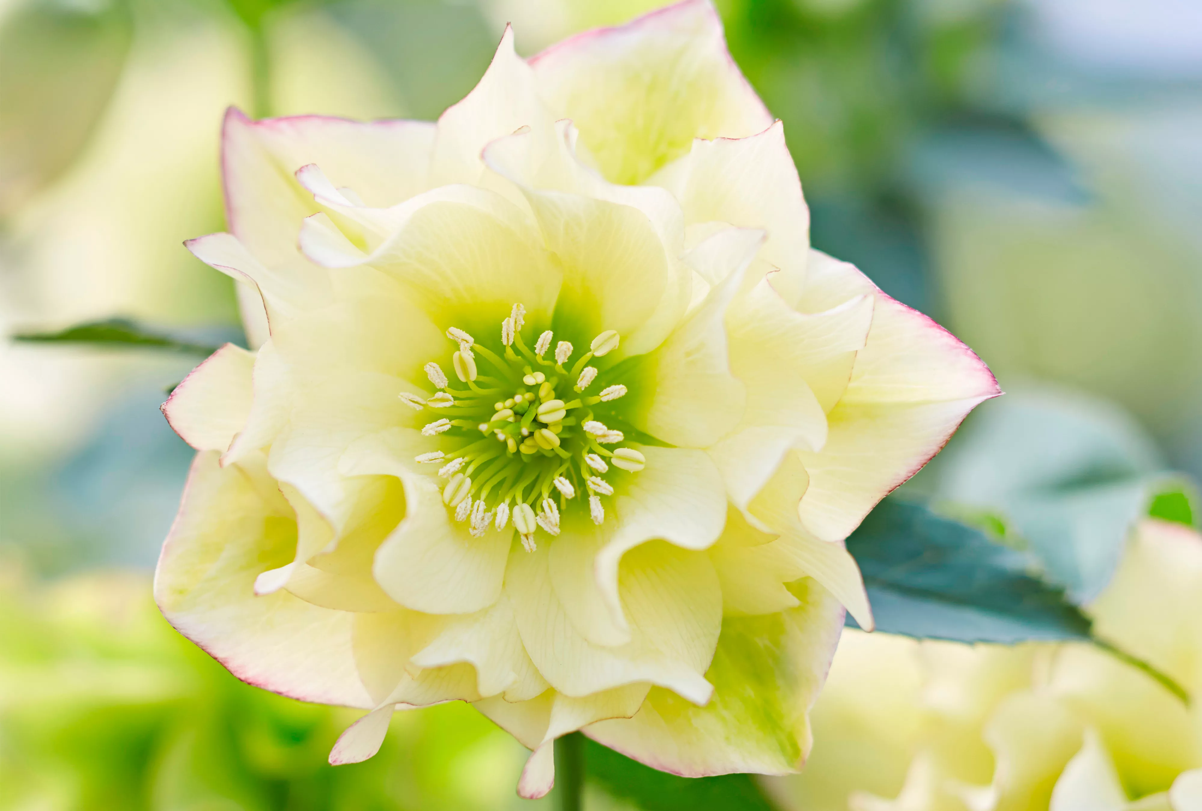 Sunshine Ruffles Hellebore