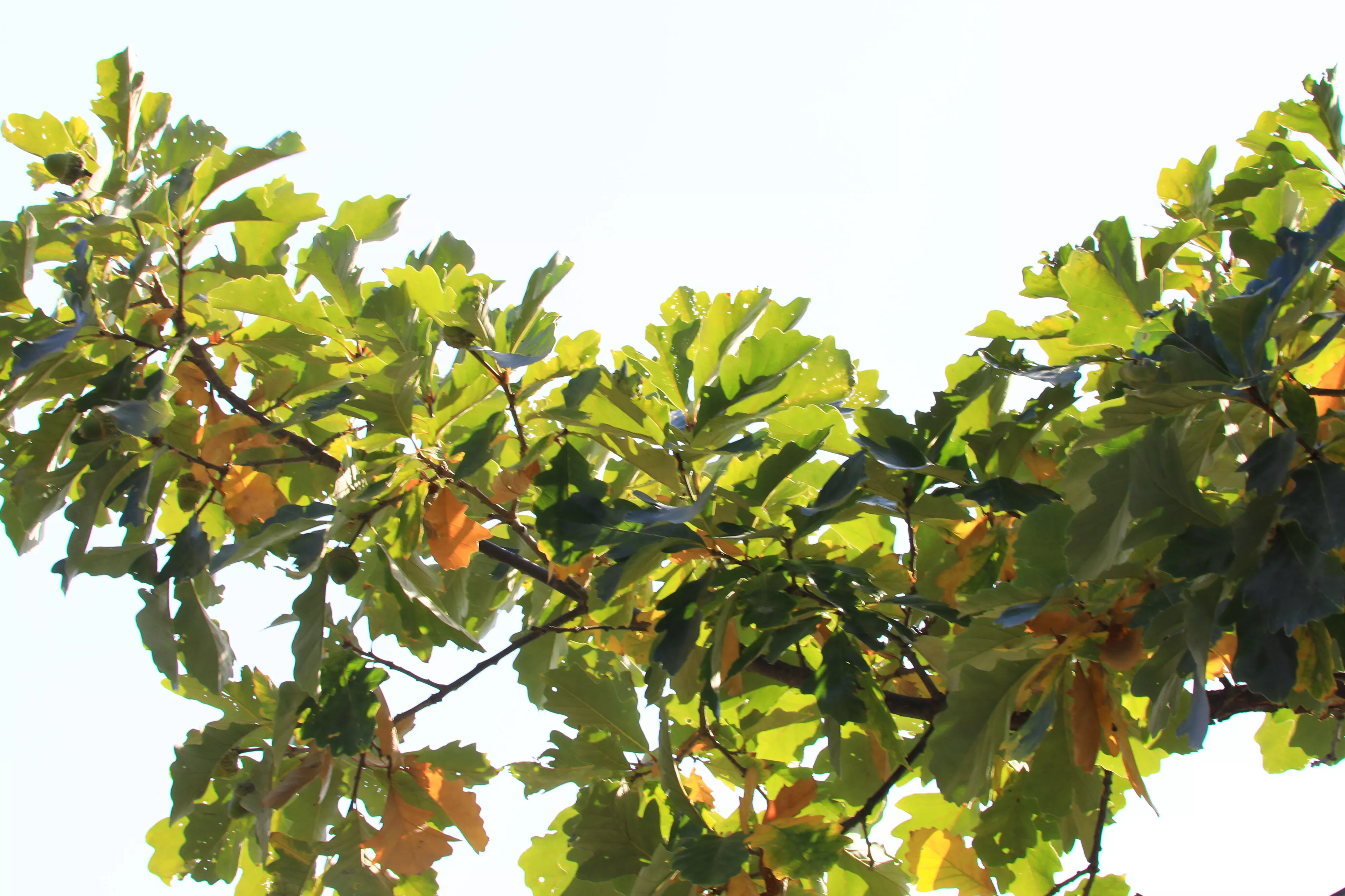 Swamp White Oak tree (Quercus bicolor) 