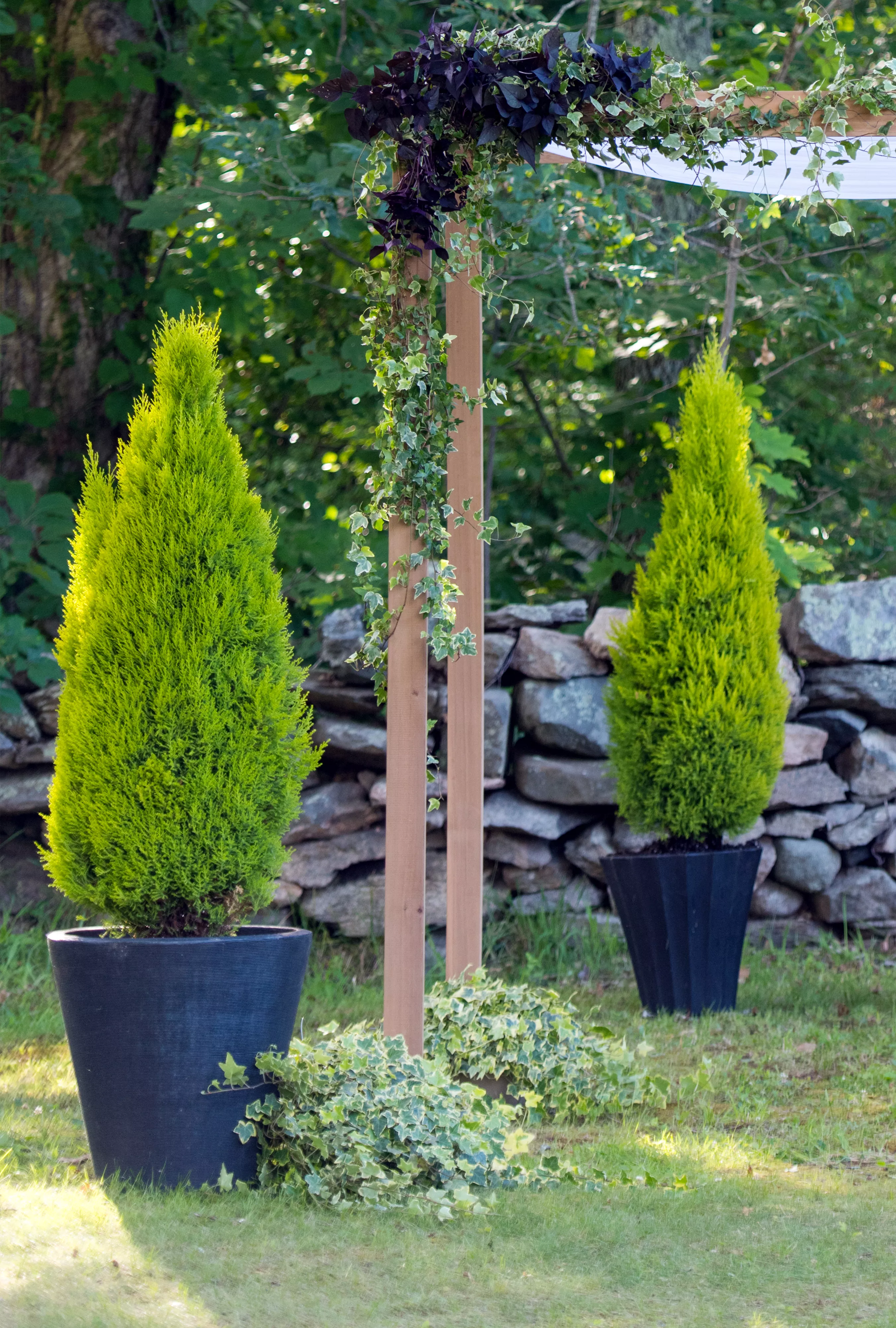 cypress topiary in backyard