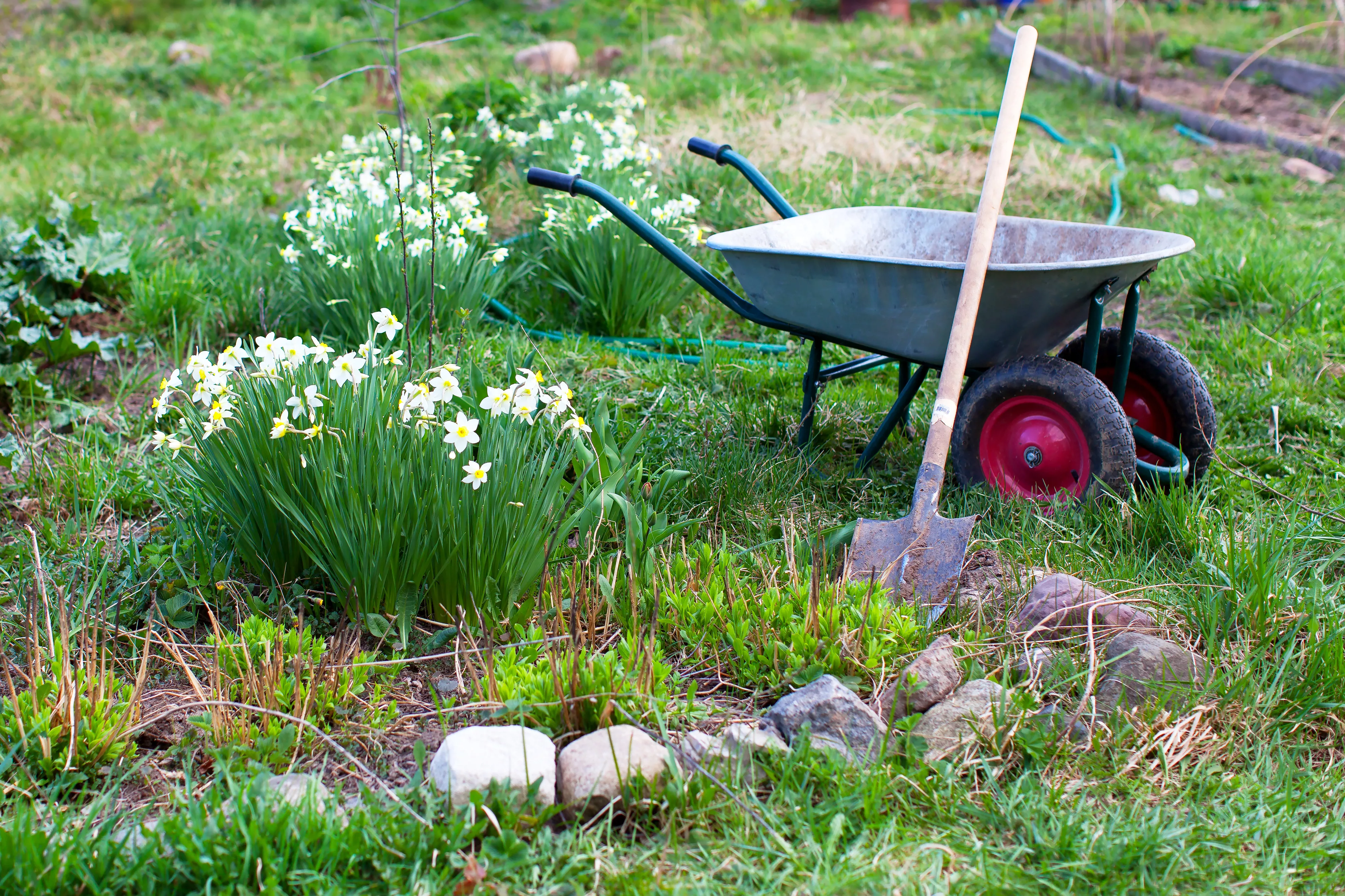 wheelbarrow in spring garden with spring flowers