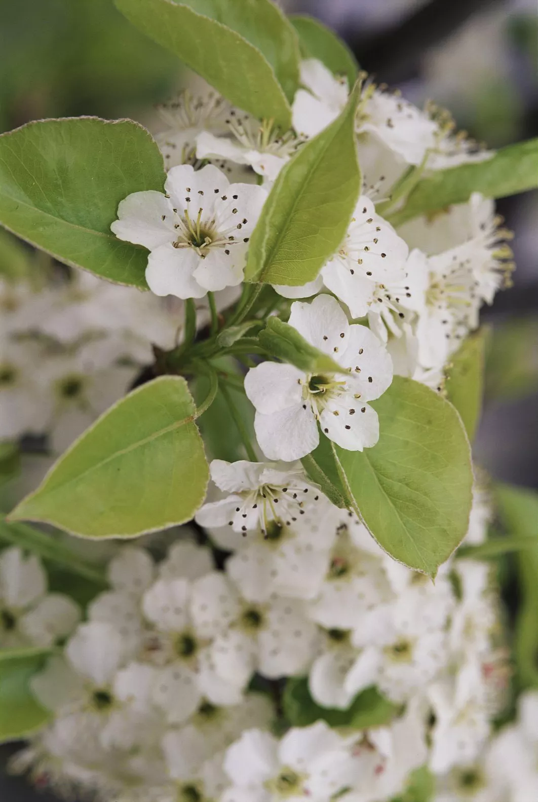 bradford pear tree white flowers and green leaves