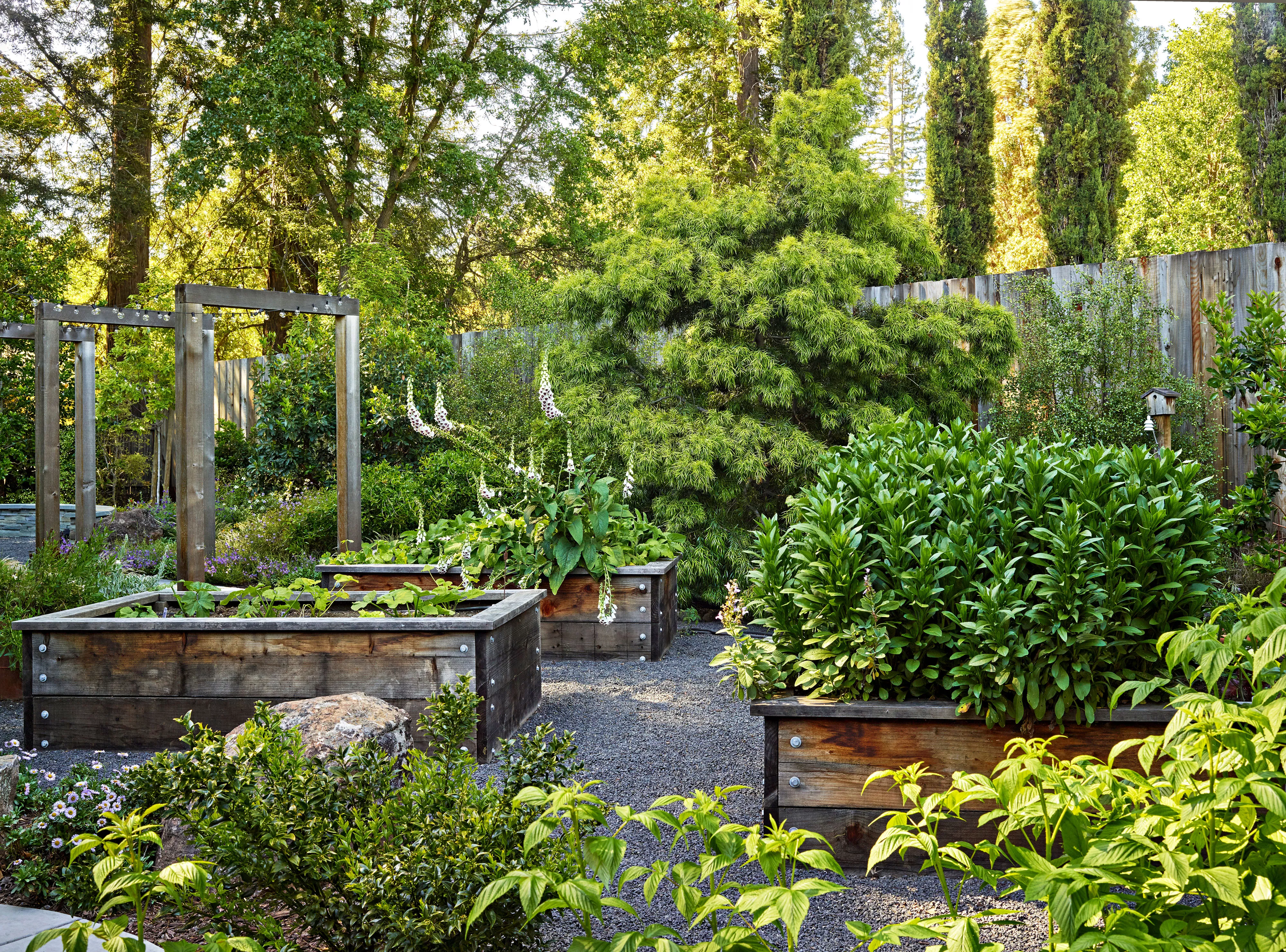 Backyard garden