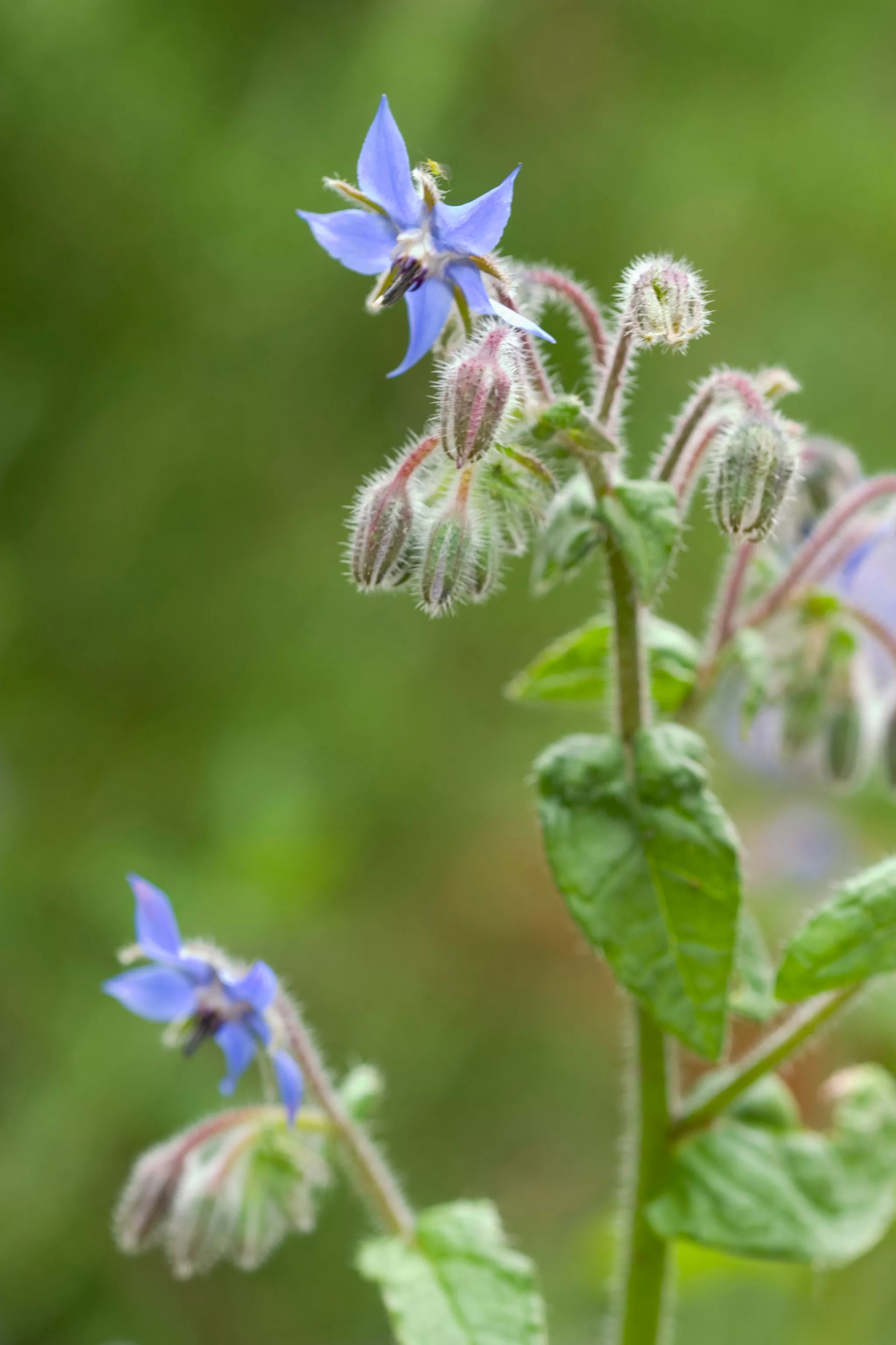 Borage flower