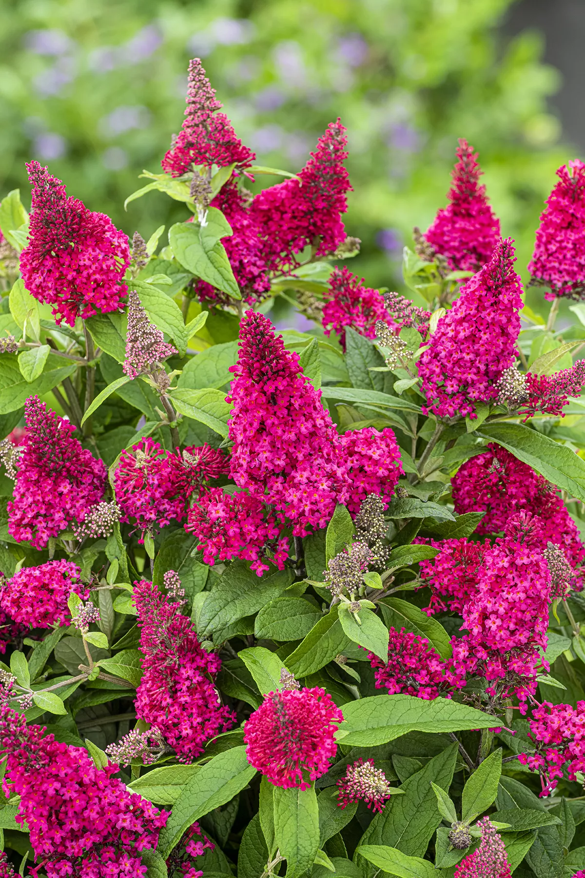 buddleia butterfly candy lil raspberry flowers