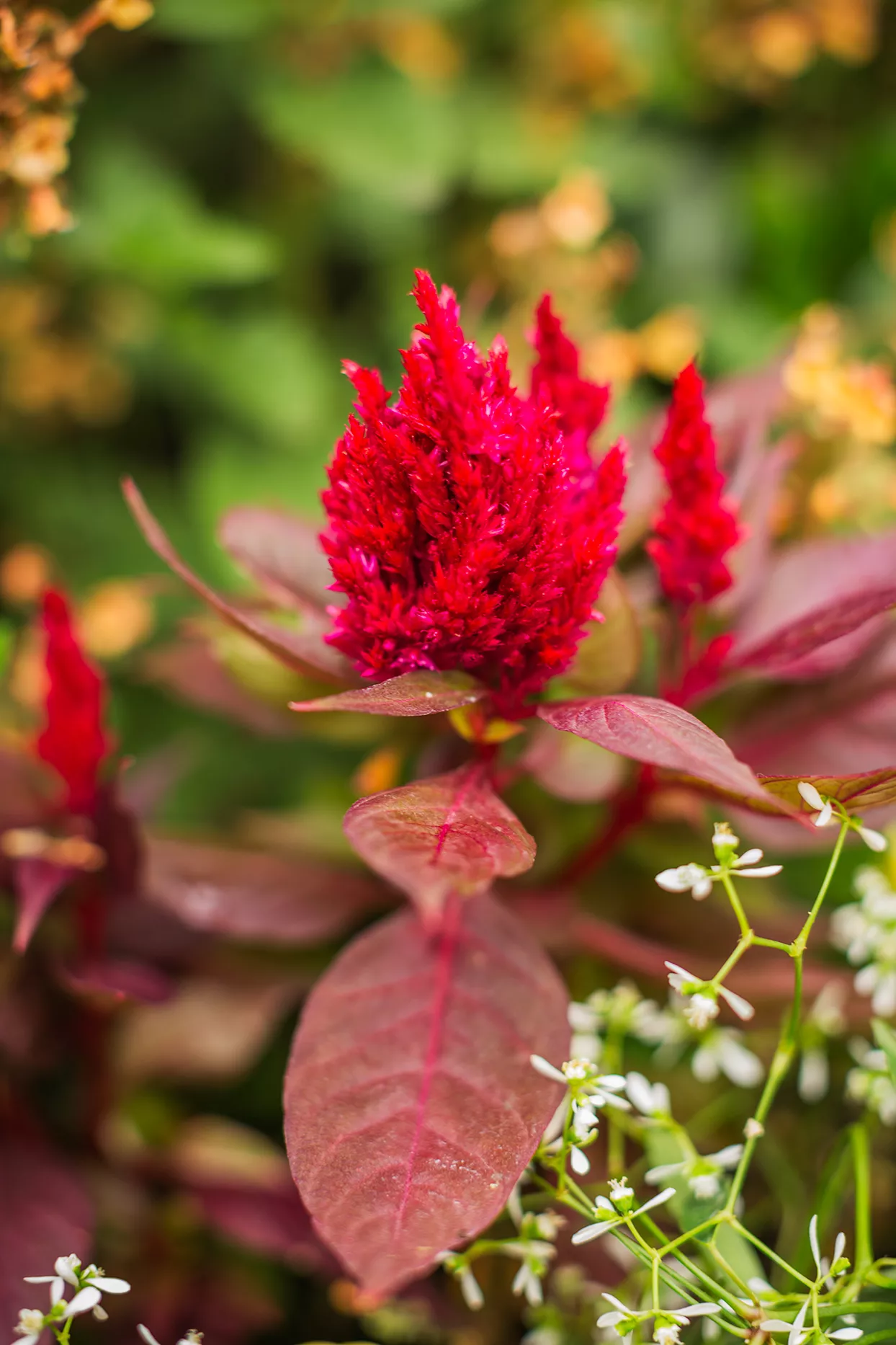 Red celosia growing in garden