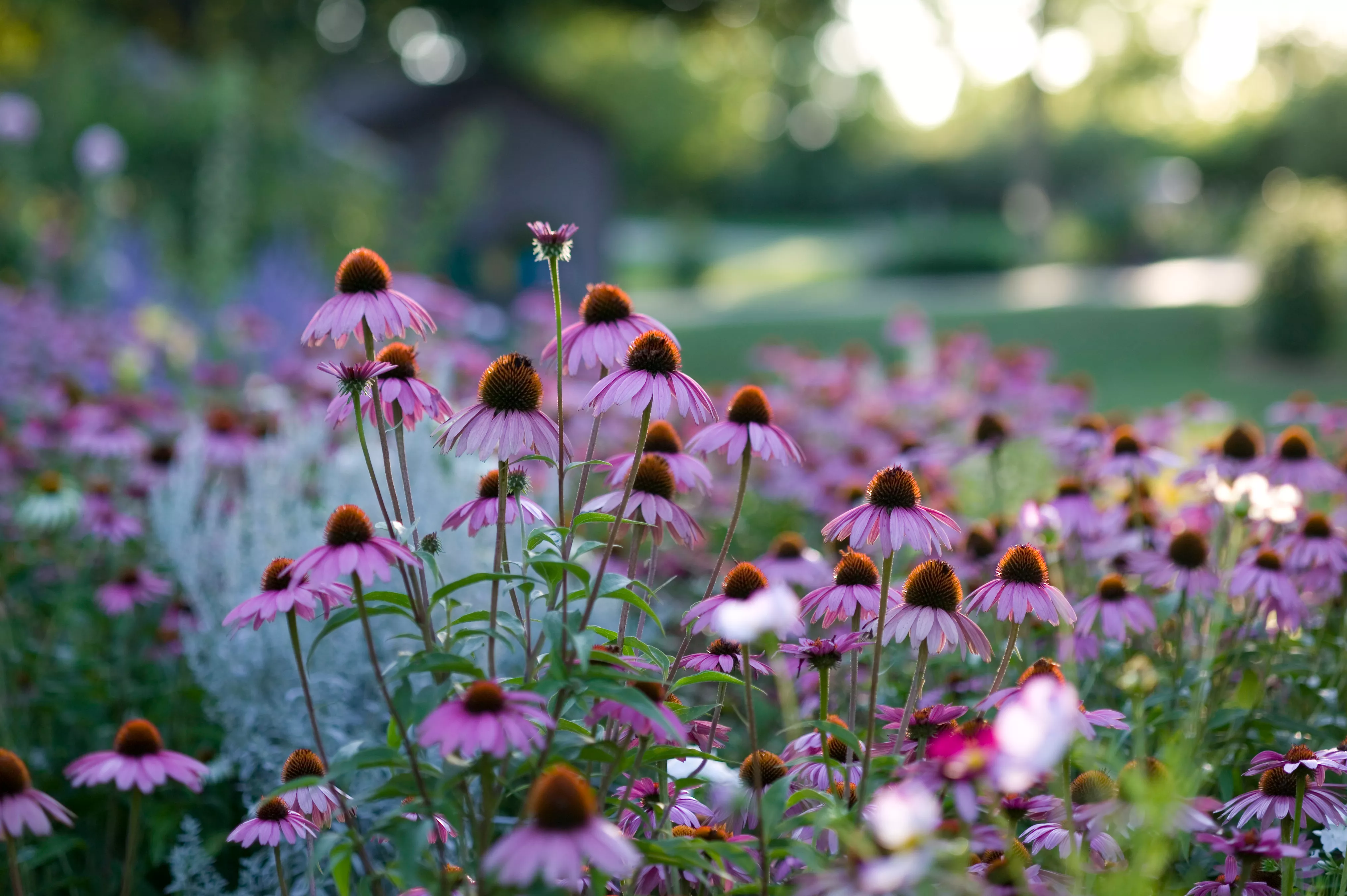 Coneflower