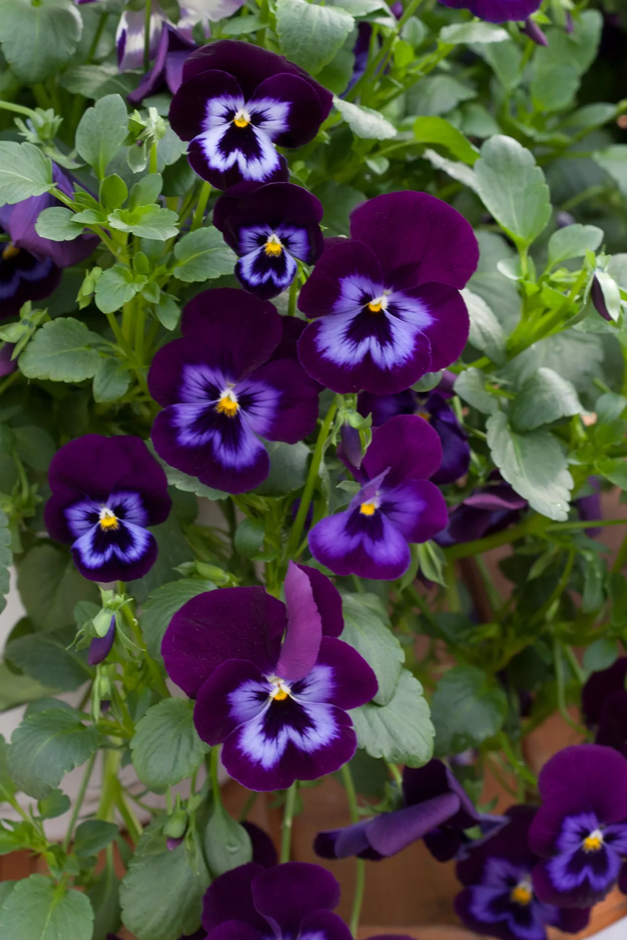 dark purple pansy flowers in garden