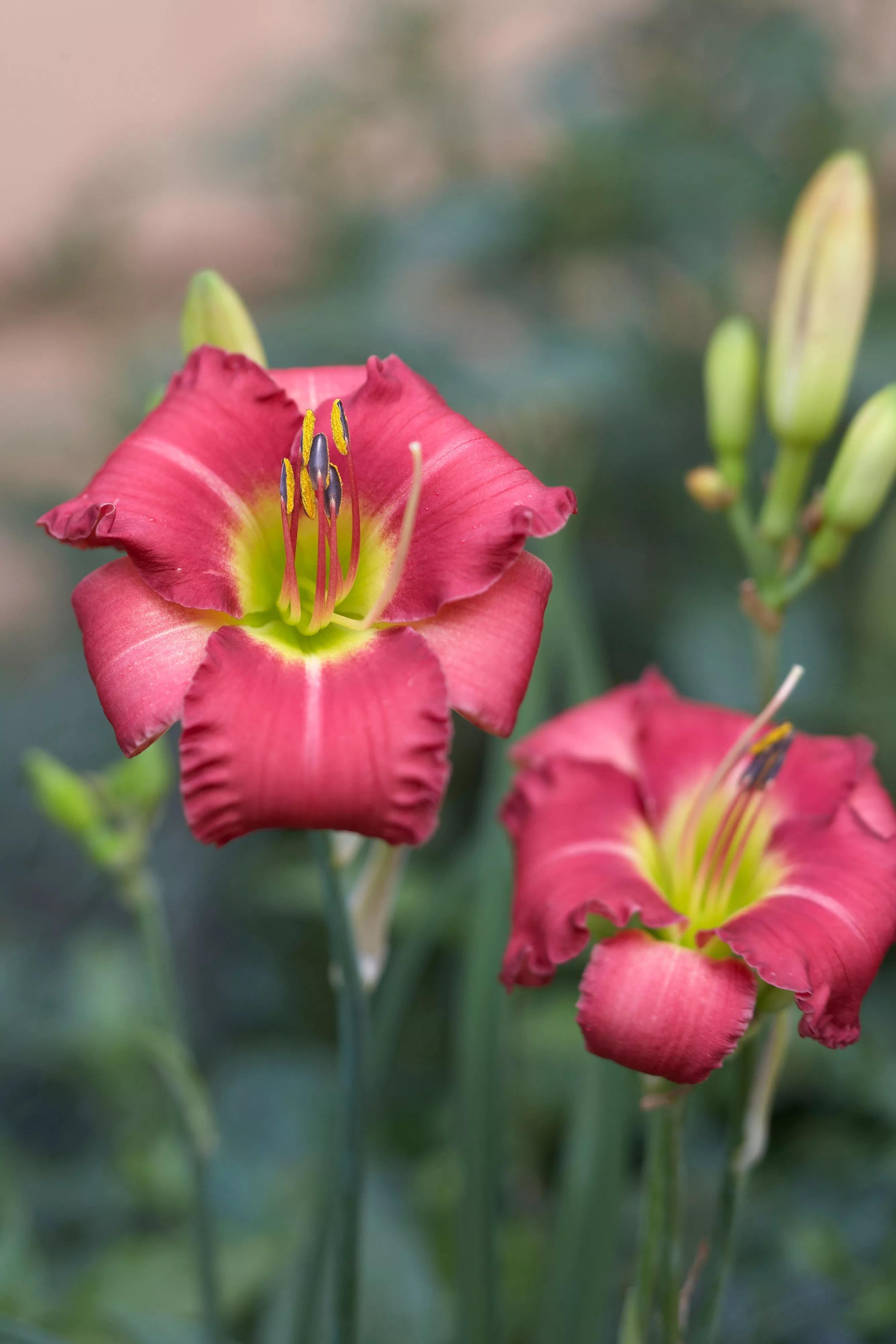 Daylily flower