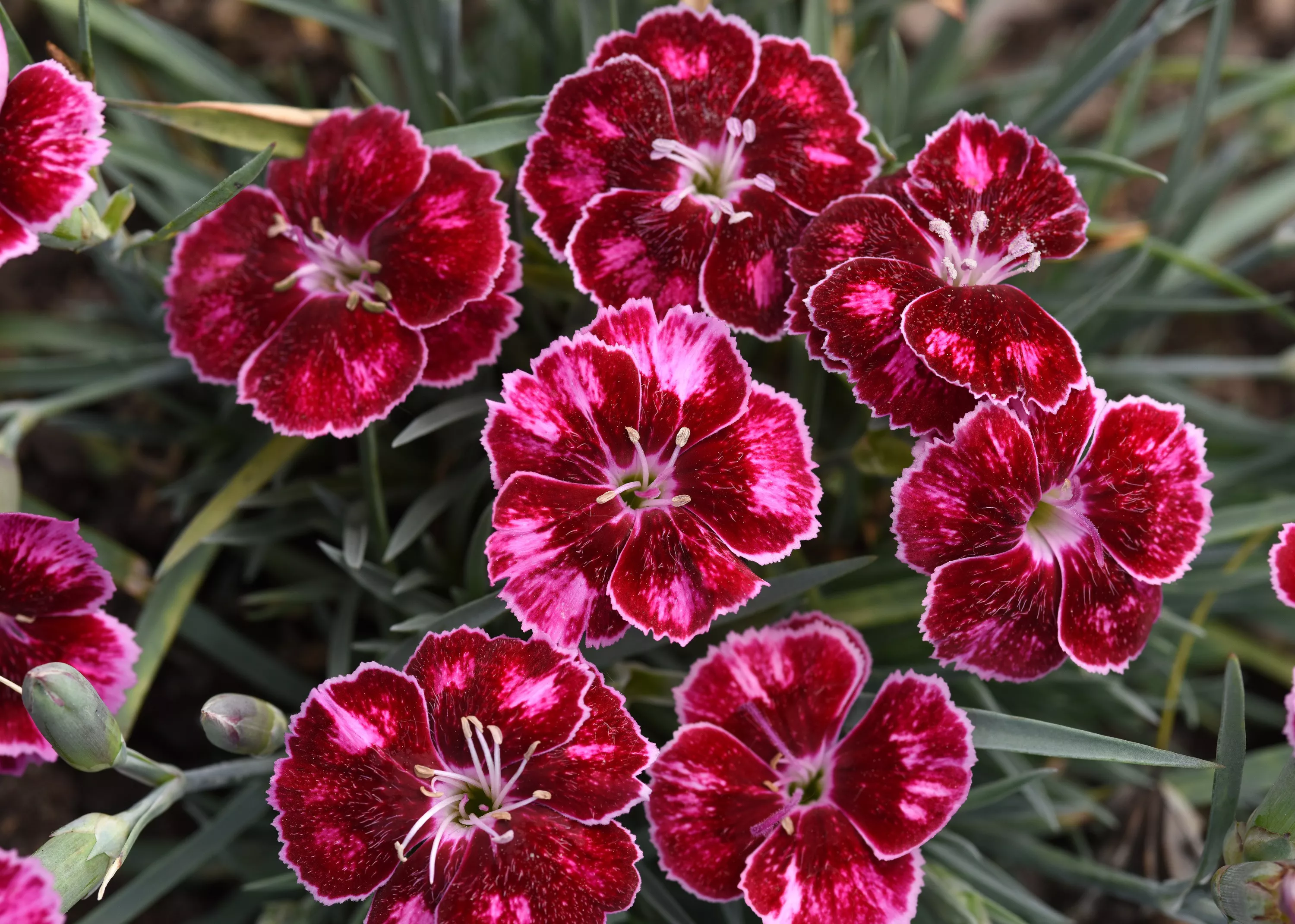 mountain frost ruby glitter dianthus flowers close up