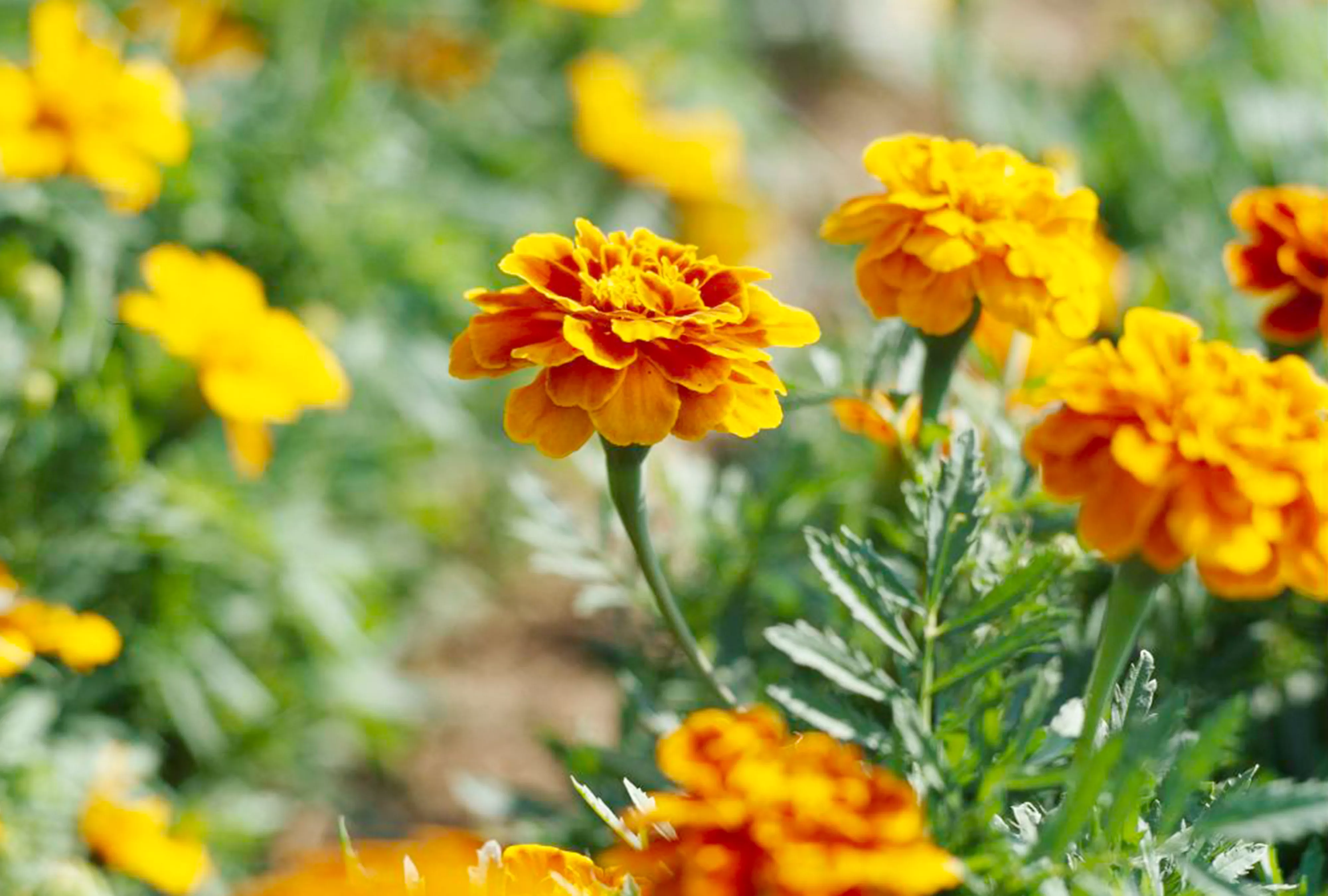 French Marigolds Tagetes patula