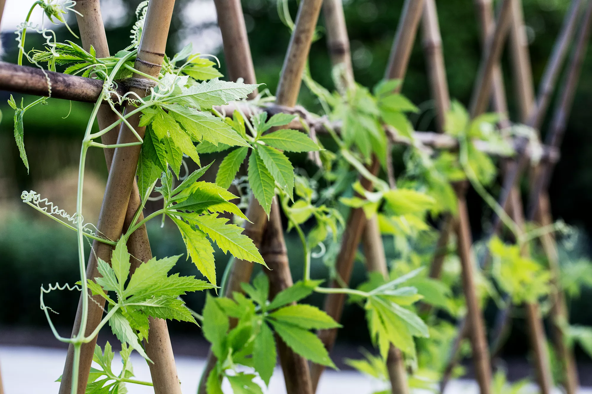 bamboo plant stands with mint plant