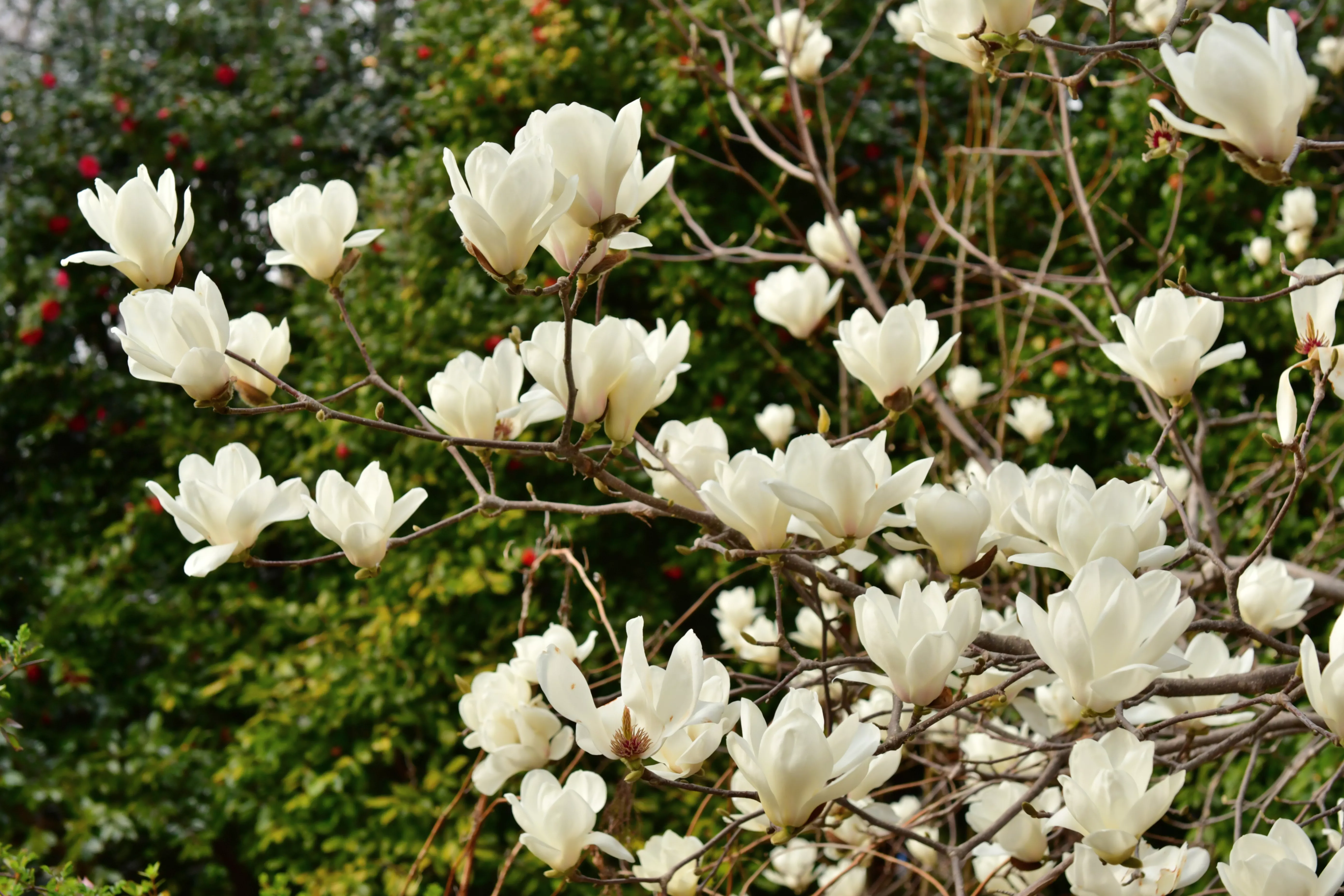 Yulan Magnolia