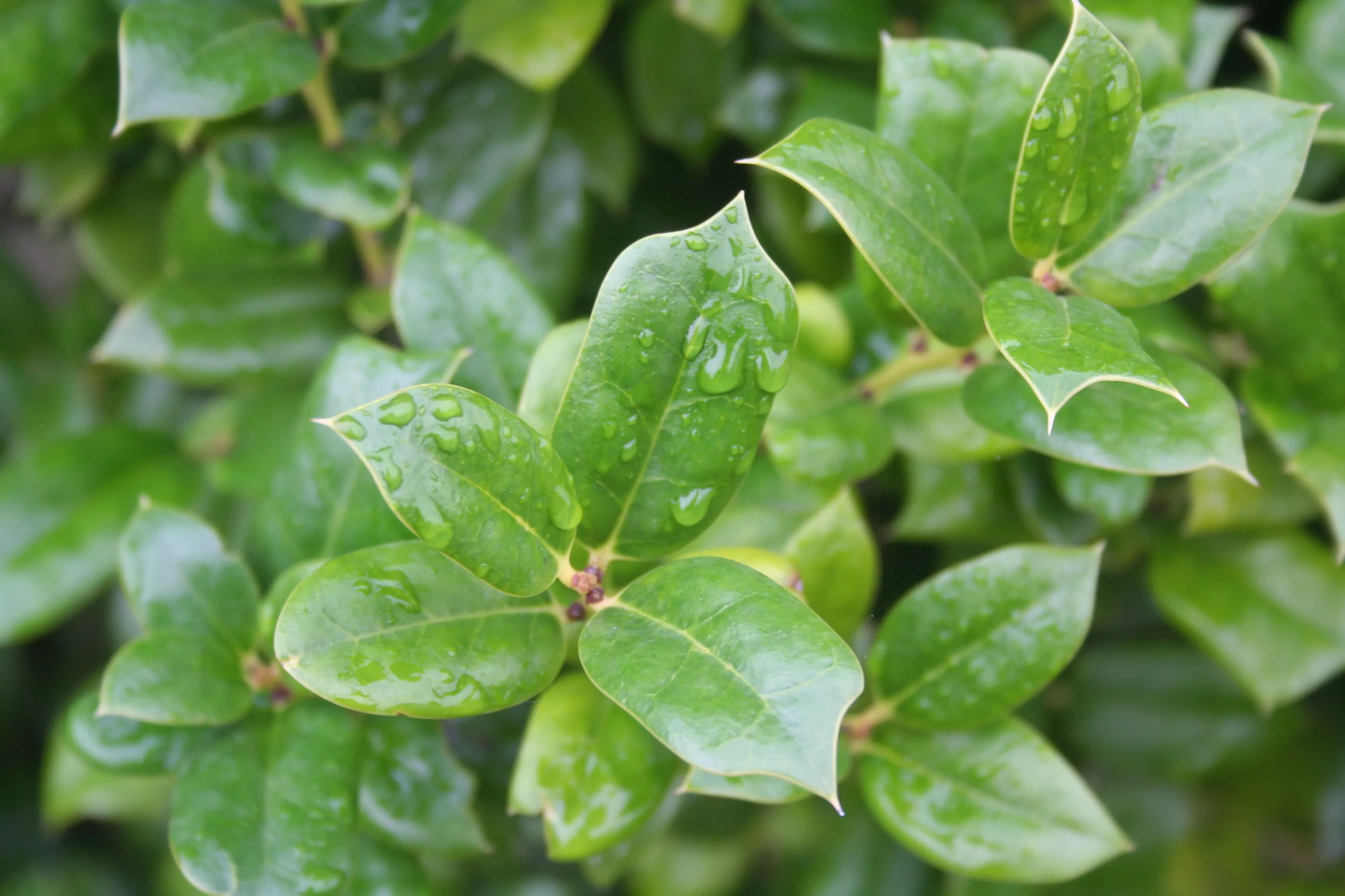 Holly bush with fresh green leaves covered by raindrops. Ilex cornuta bush in the garden on autumn