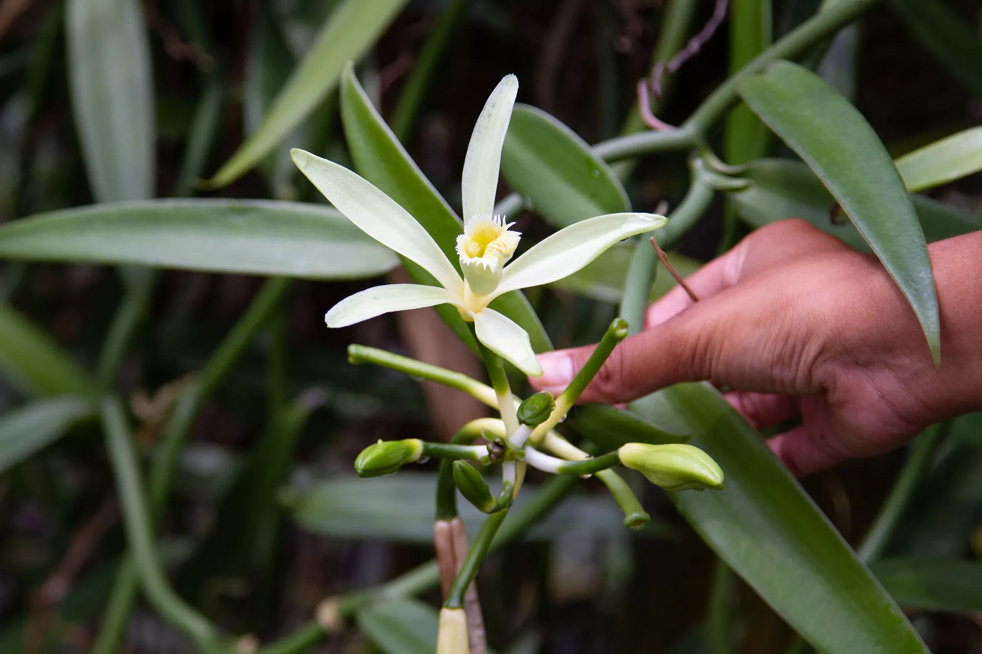 vanilla orchid plant blooming