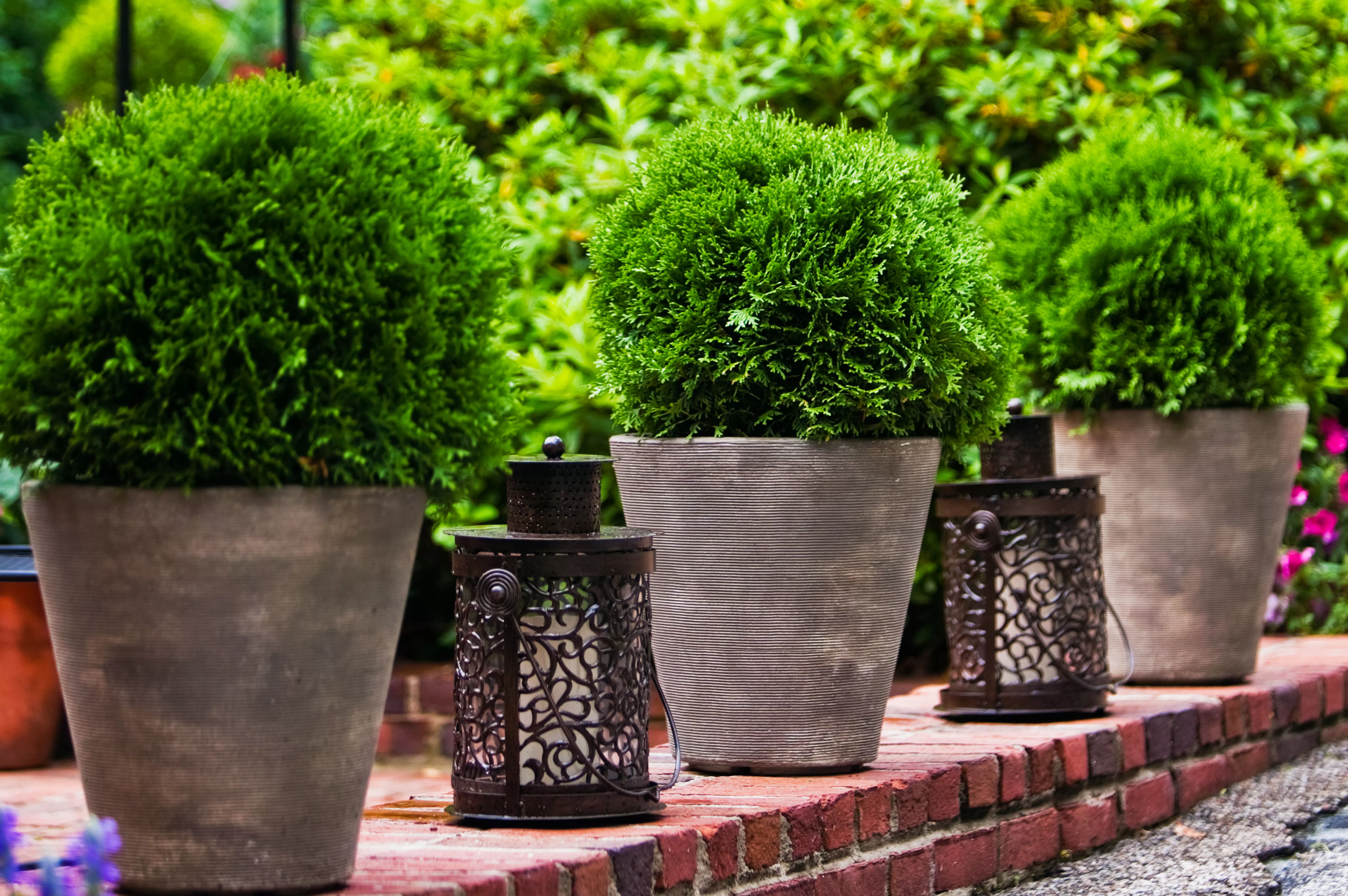 Shrubs in planters