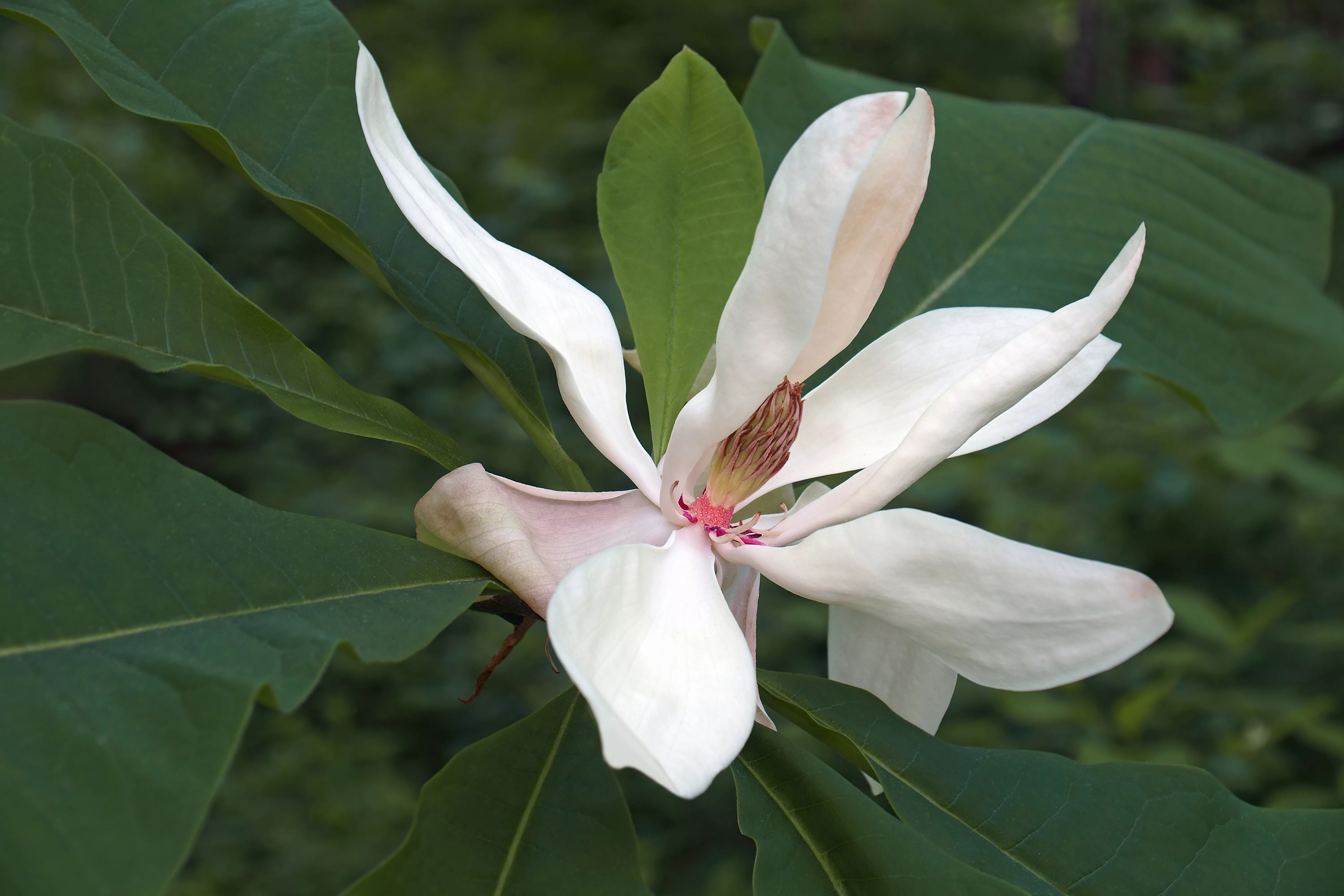 Big Leaf Magnolia