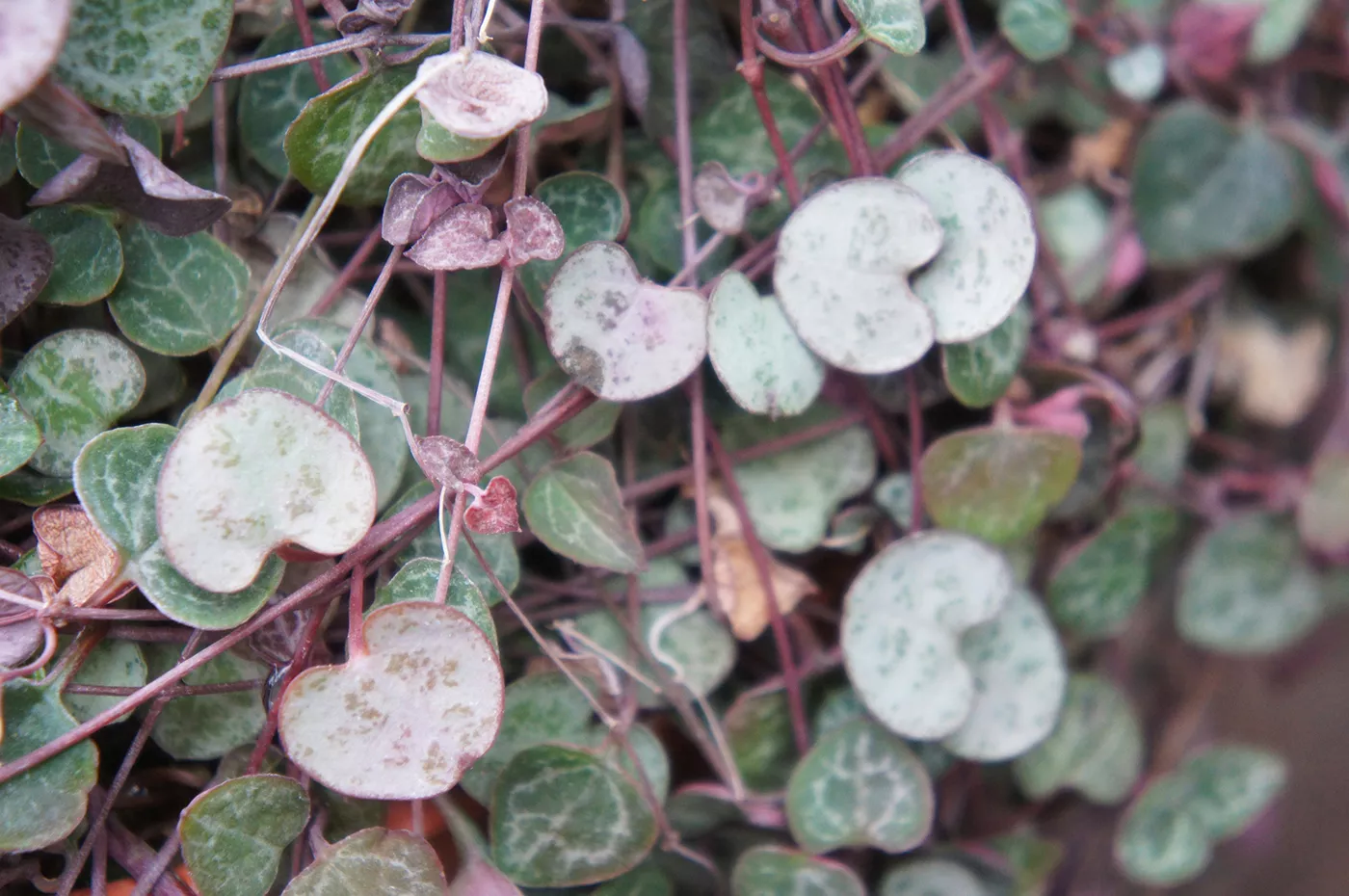 string of hearts plant