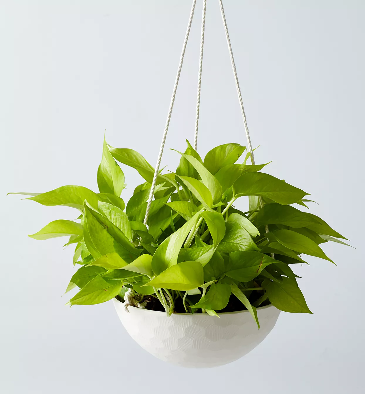 golden pothos in hanging white planter