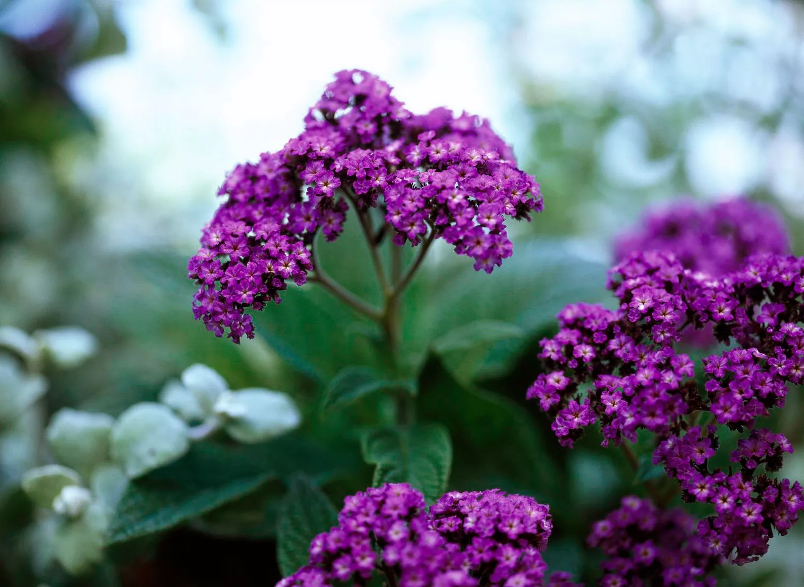 Heliotrope flowers