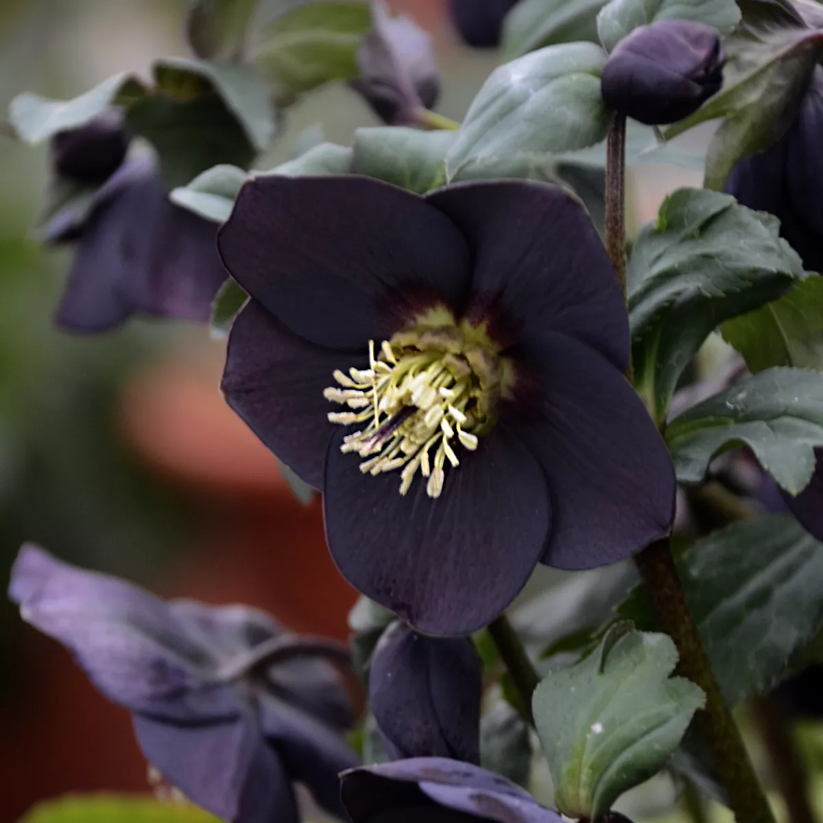 new york night hellebore flower close up