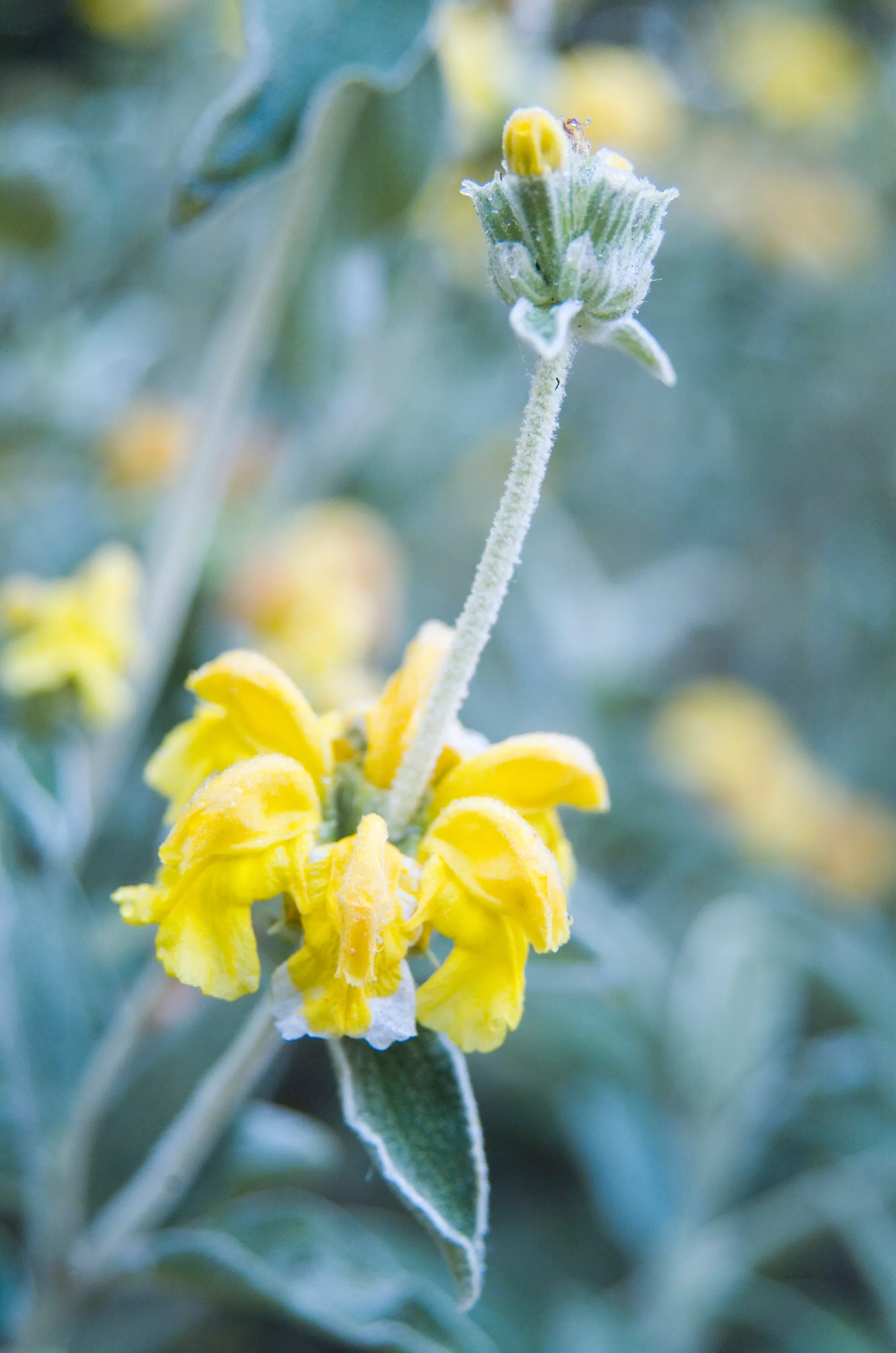 Jerusalem Sage 