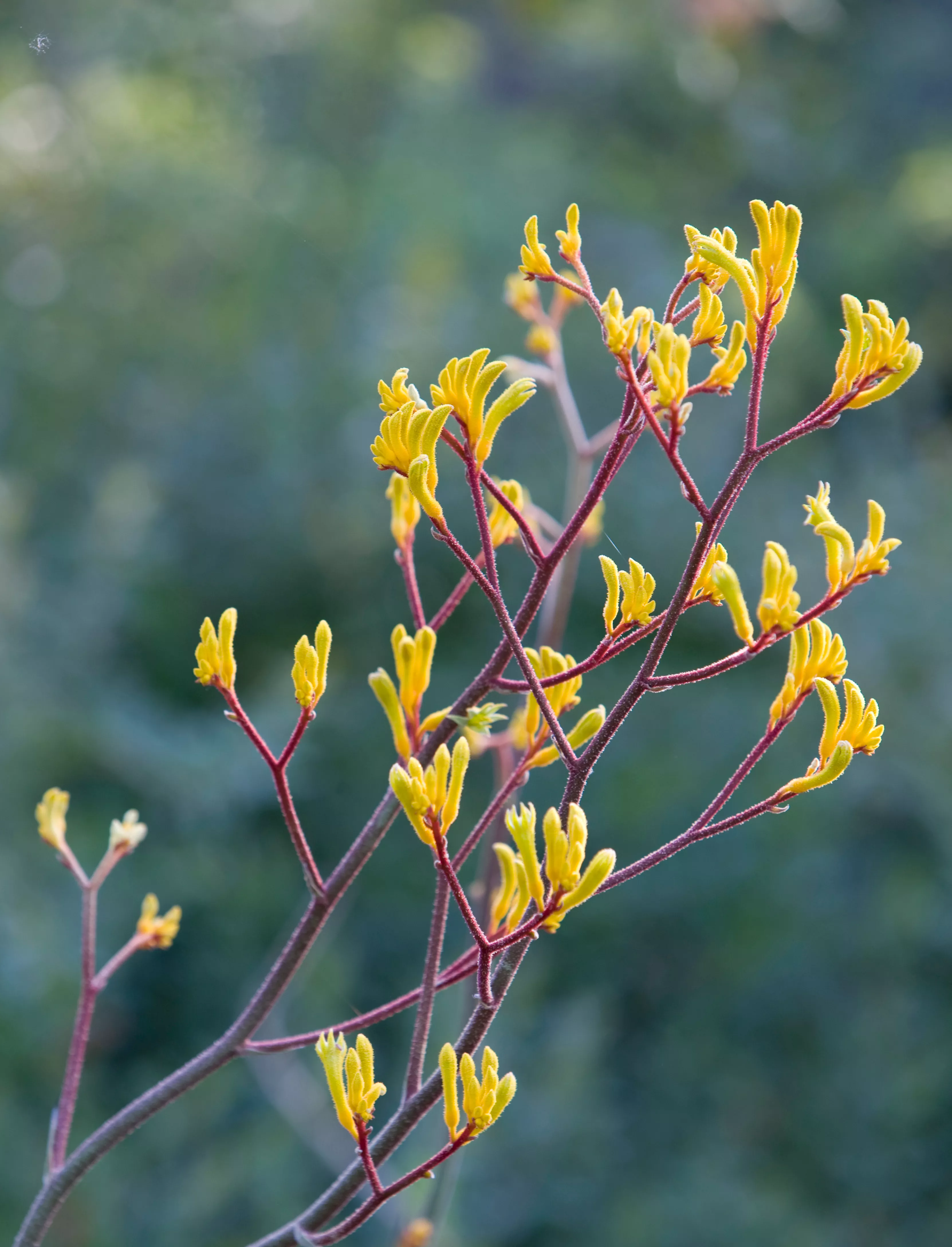 Kangaroo Paw