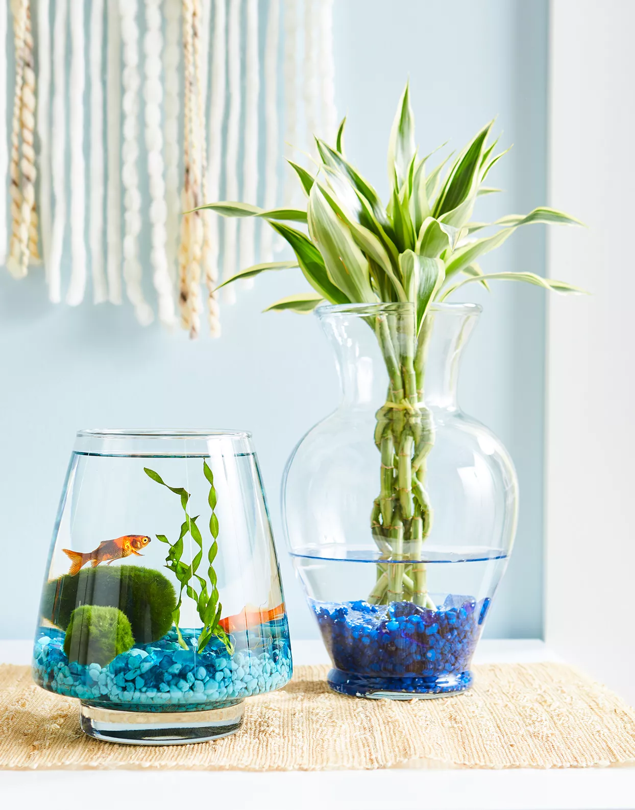 lucky bamboo plant next to goldfish