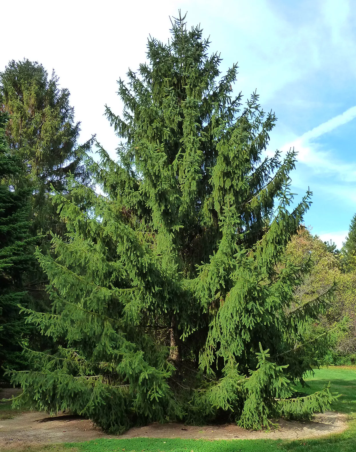 Norway-Spruce-Evergreen-Tree