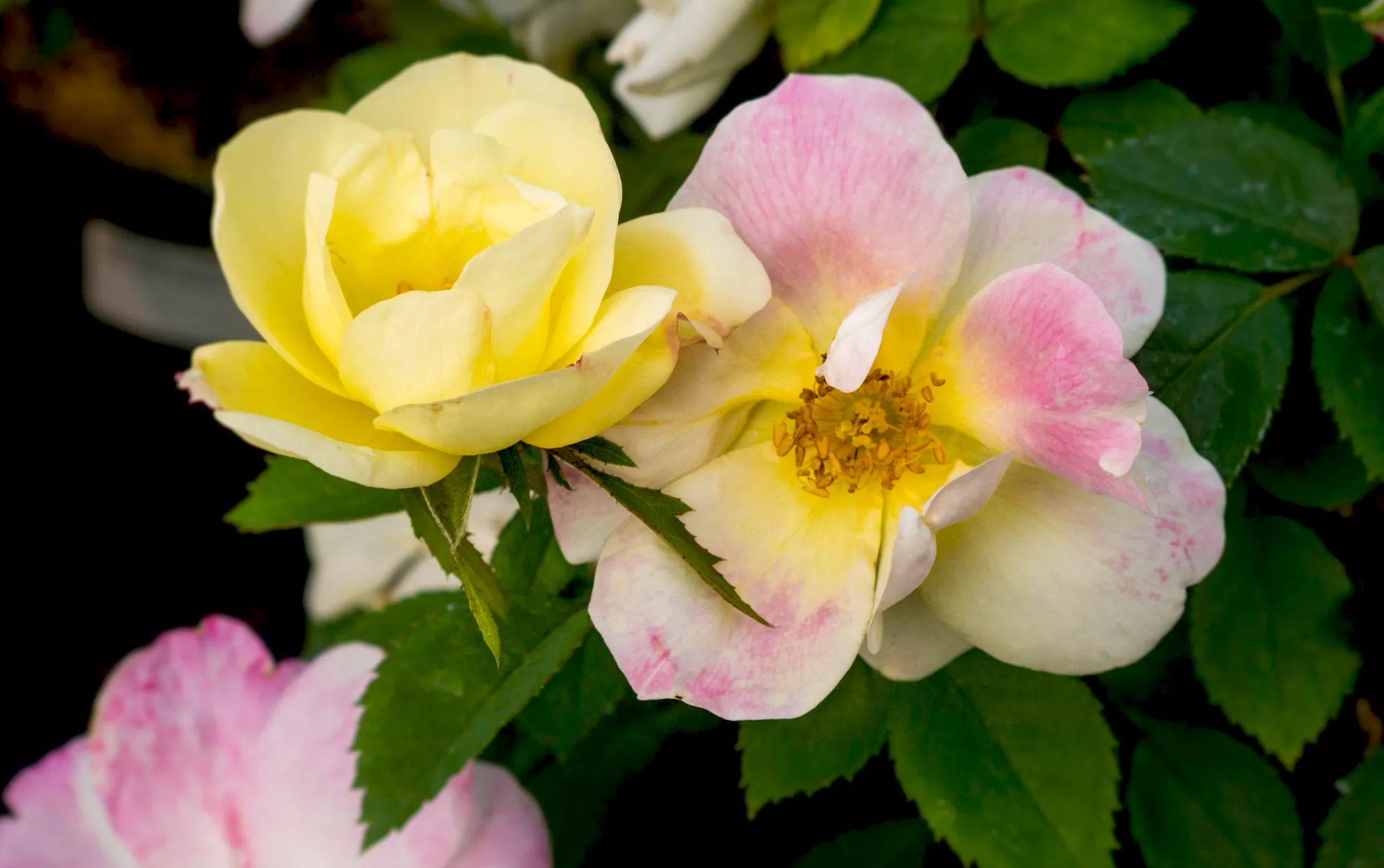 Peach Lemonade Roses close up