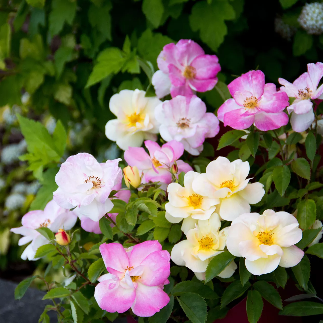 peach lemonade roses and buds growing on shrub