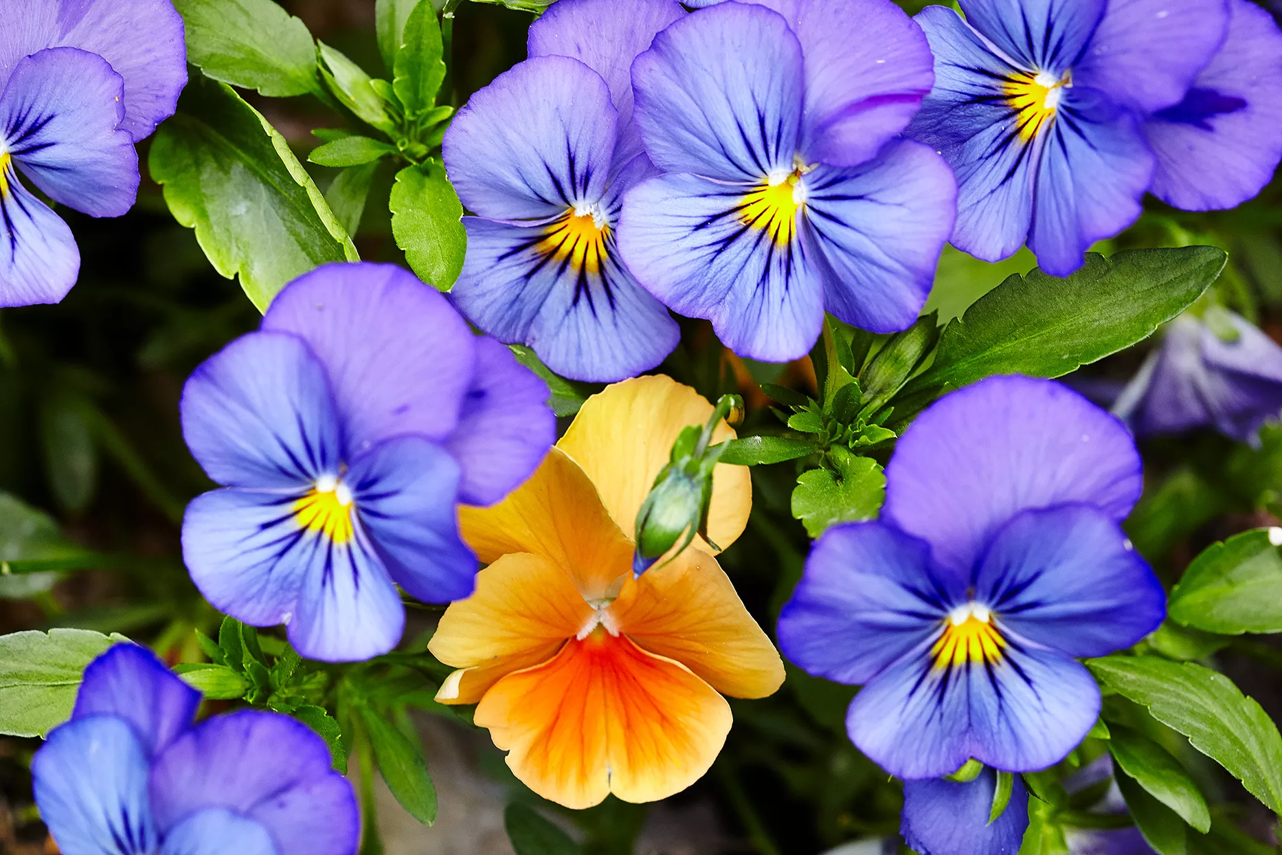 purple and dark yellow pansies planted together