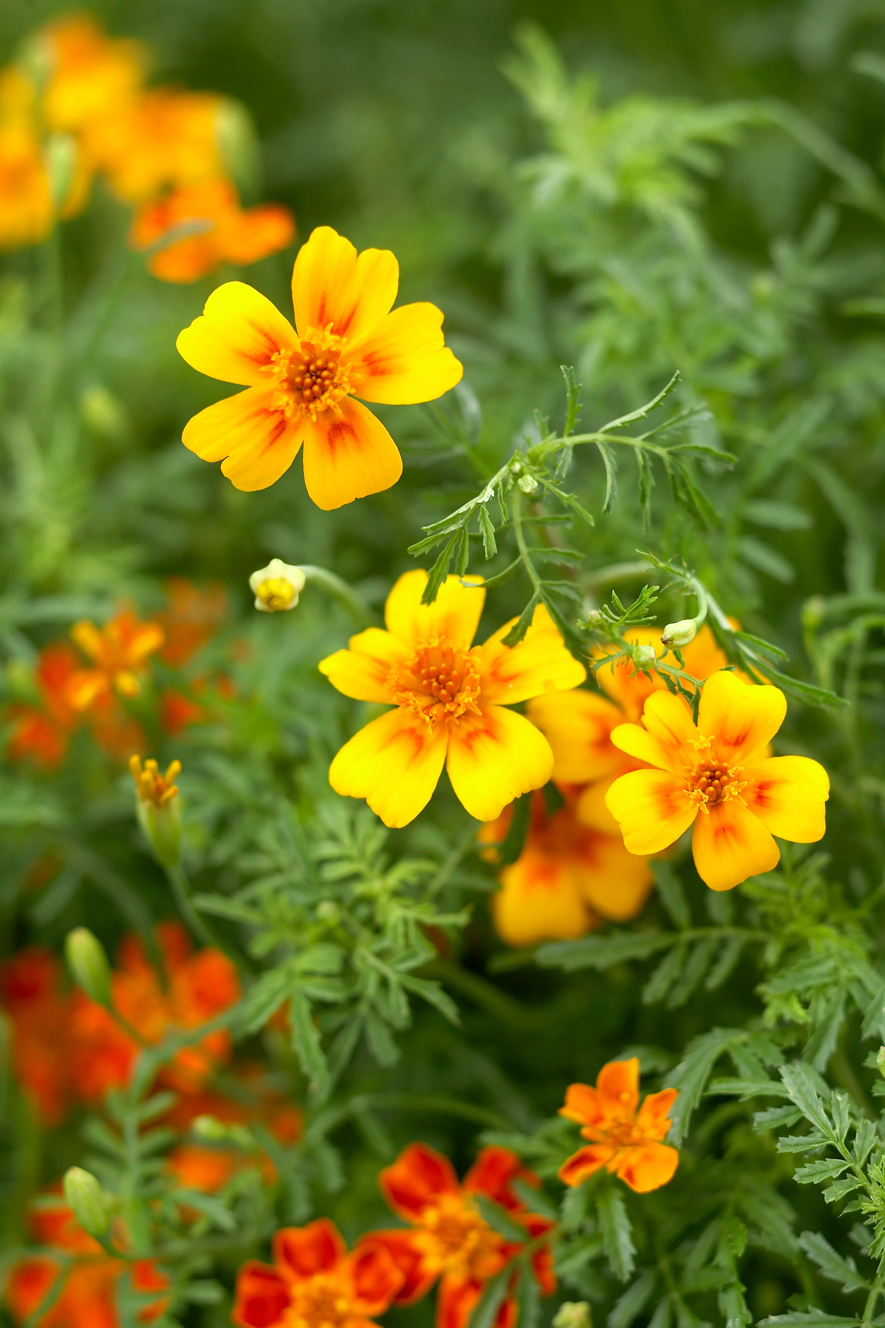 Signet-MarigoldsâTagetes-tenuifolia