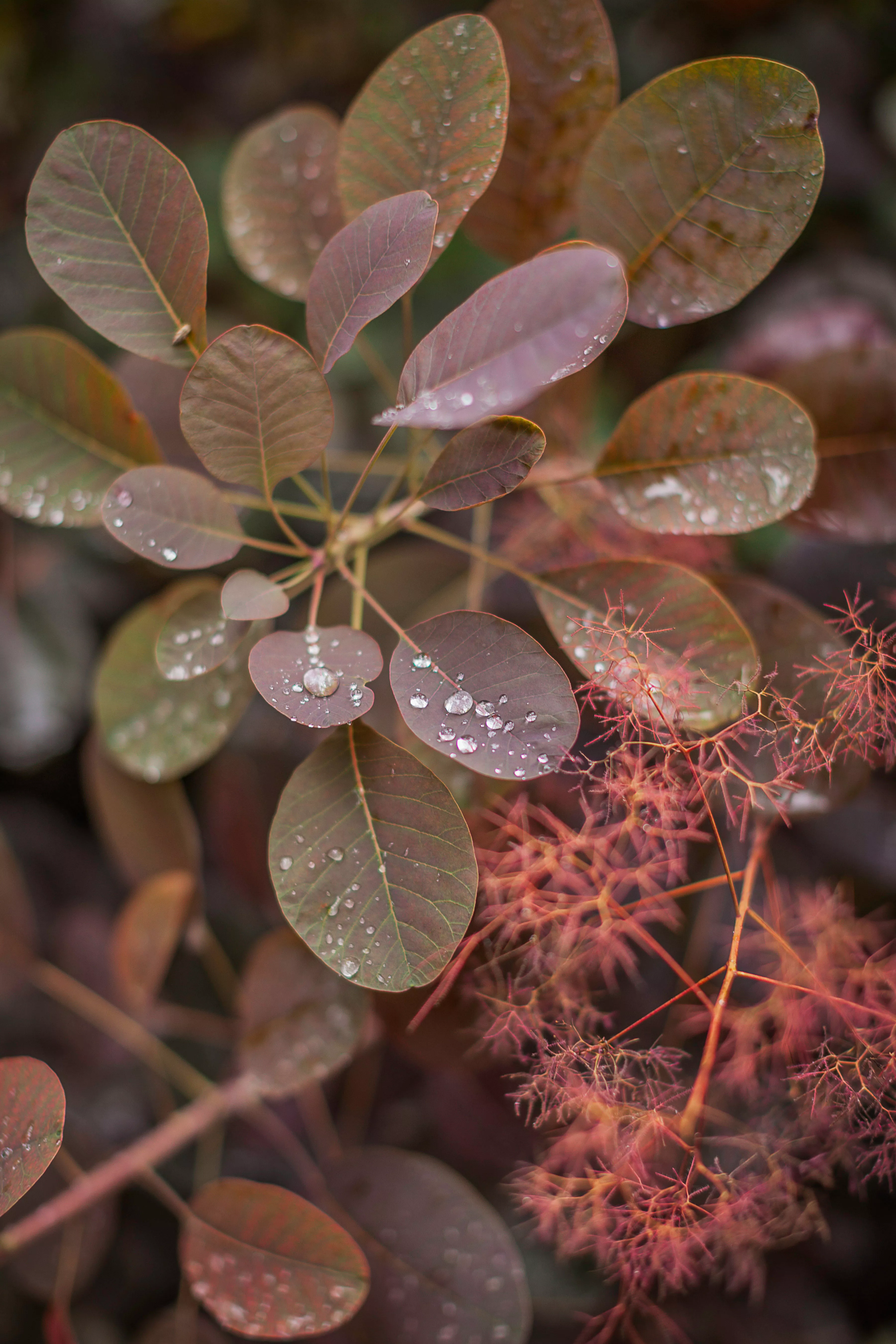 Smoke bush