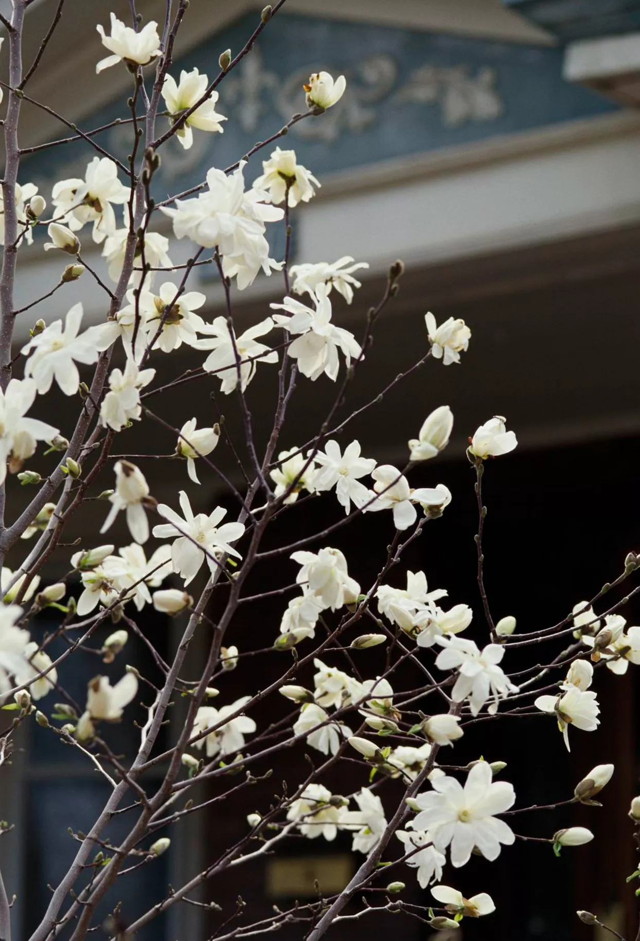 star magnolia tree growing in front of house