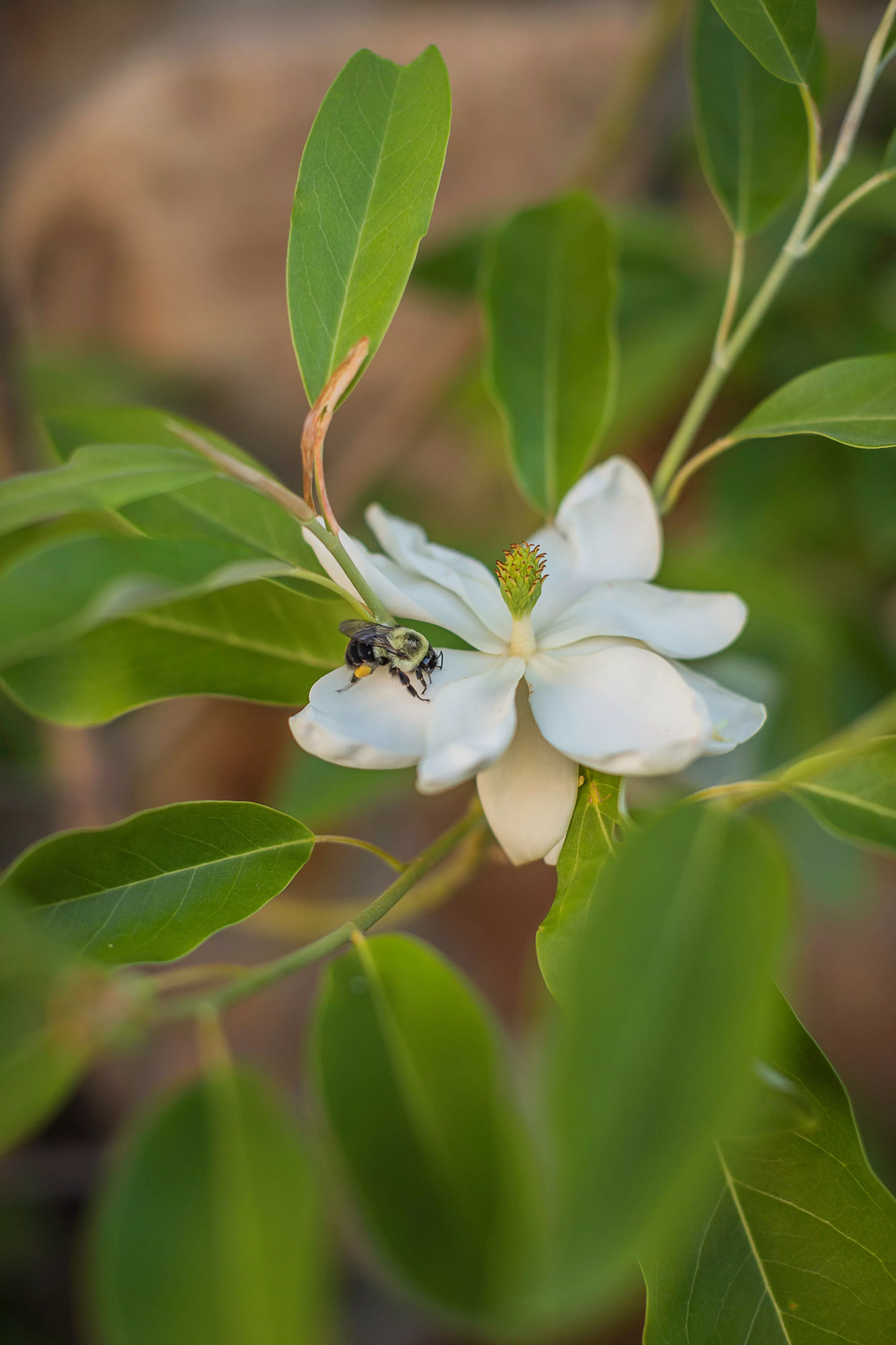 Sweet Bay Magnolia