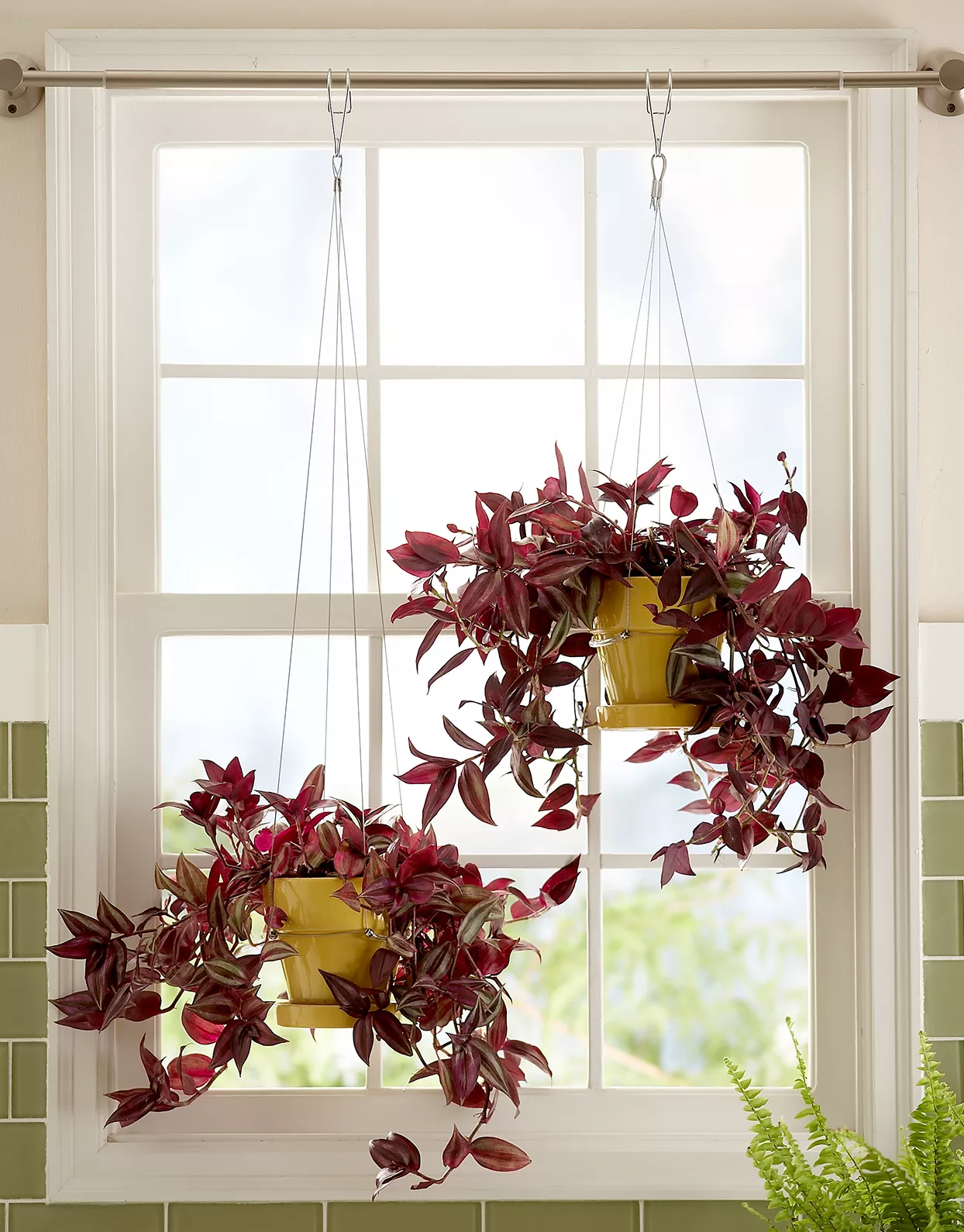 Two Tradescantia plants hanging in window