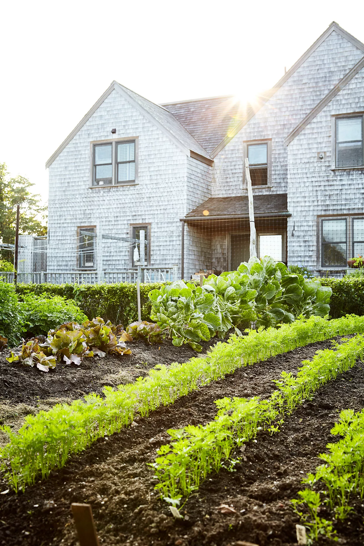 vegetable garden planted in rows by farm house