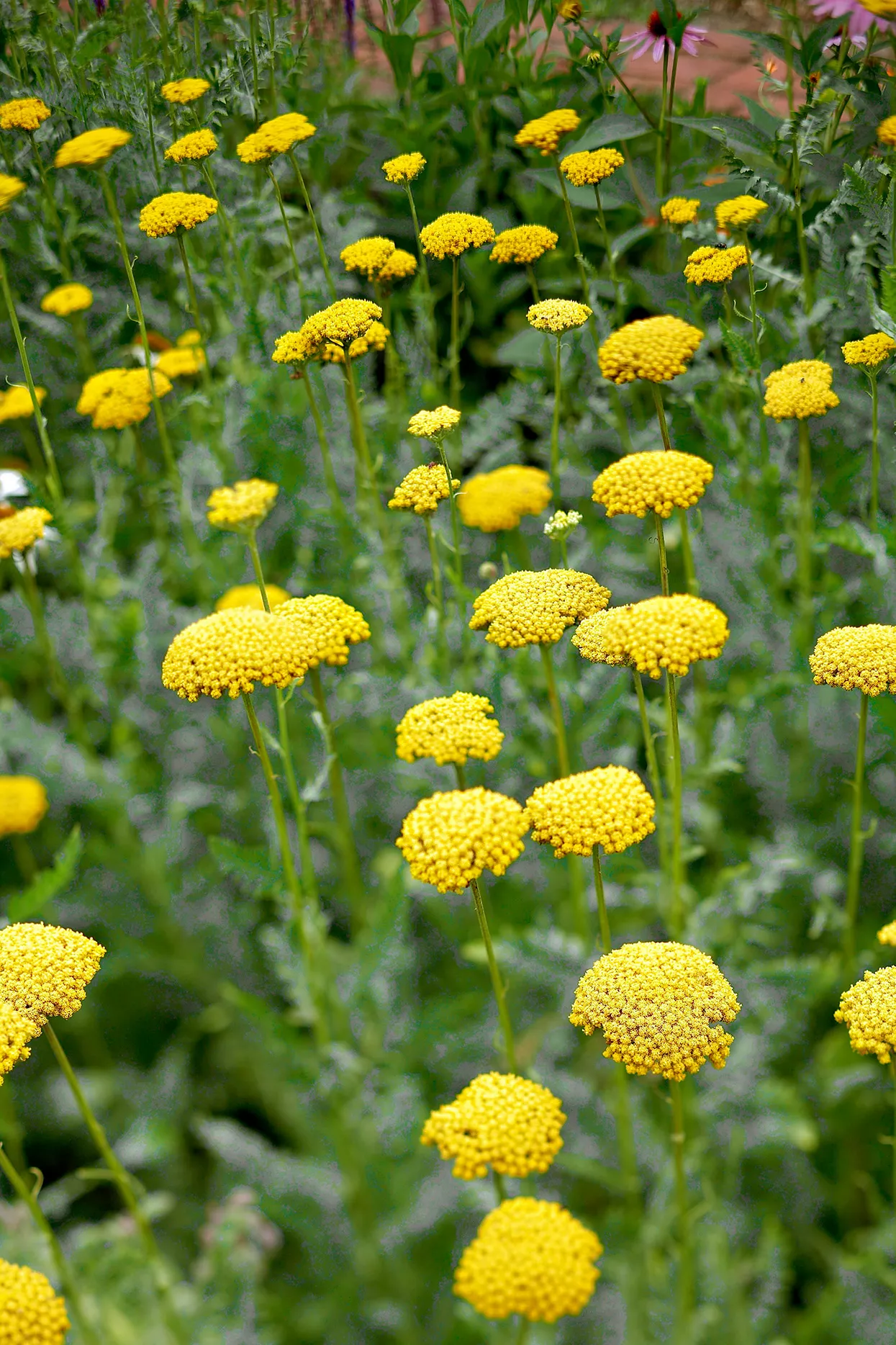 achillea fern-leaf yellow yarrow