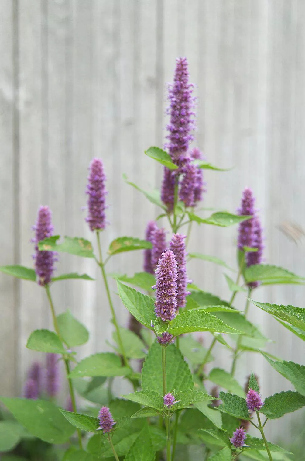 agastache foeniculum, anise hyssop