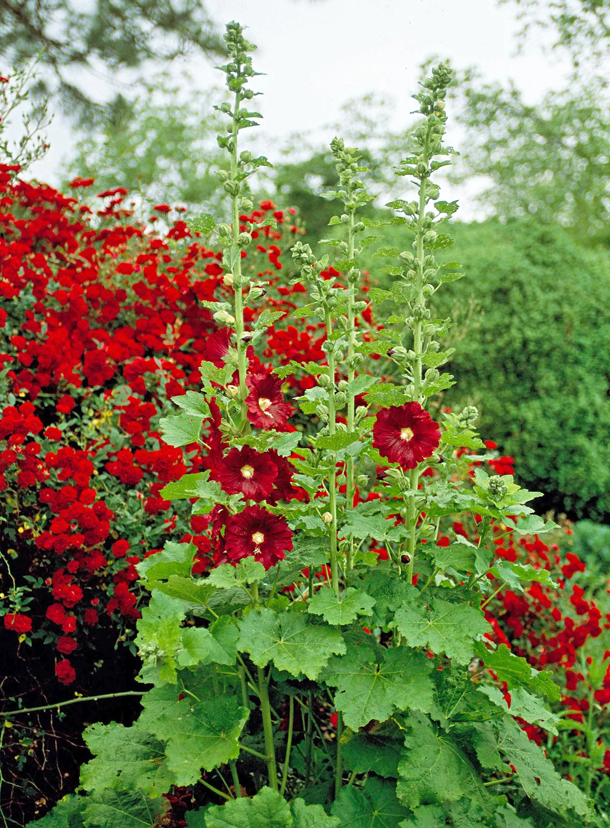 Alcea rosea 'Old Barnyard Mix' Hollyhock