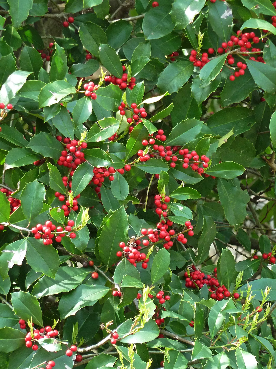 closeup of holly branches with berries