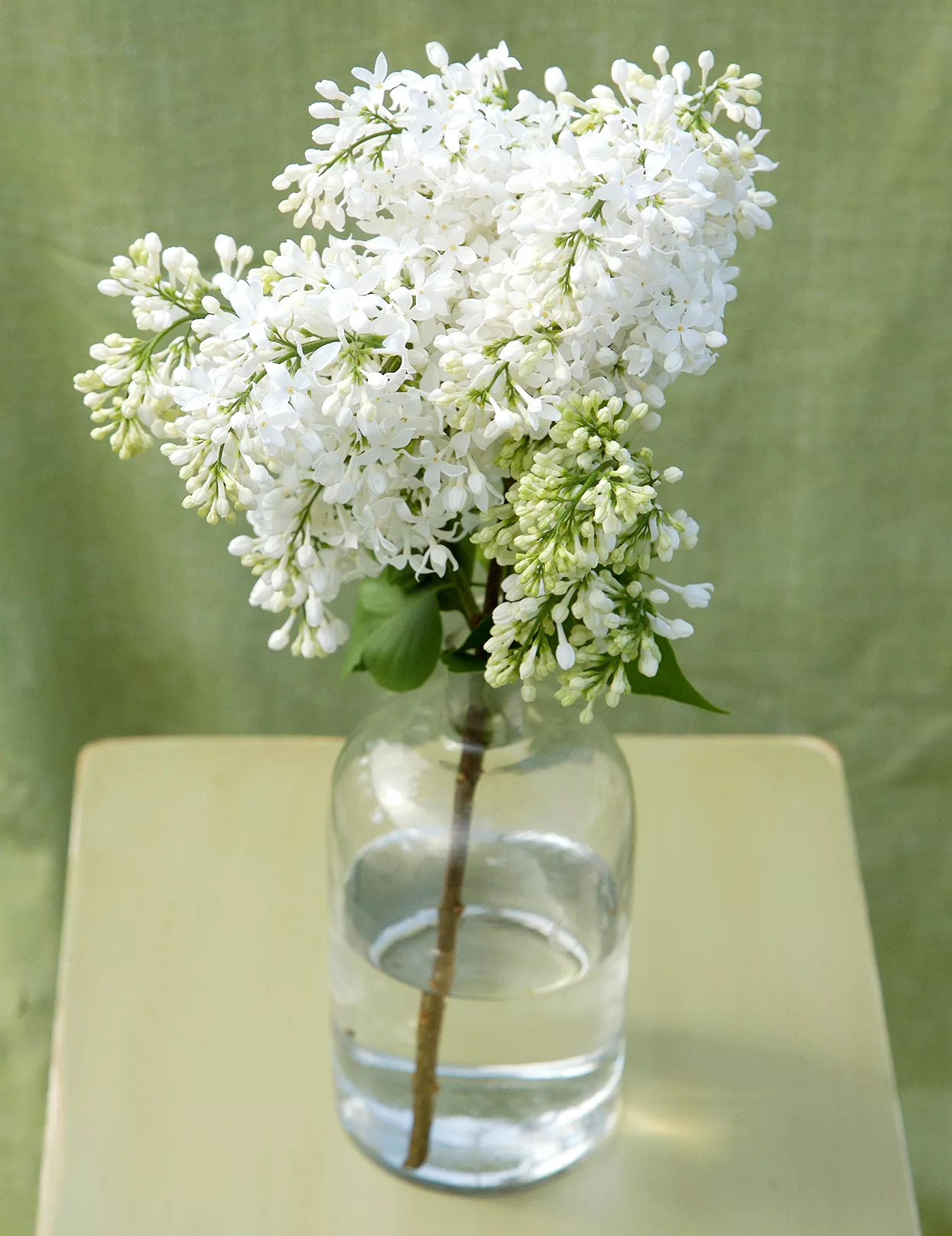 Syringa 'Angel White' lilac blooms in vase