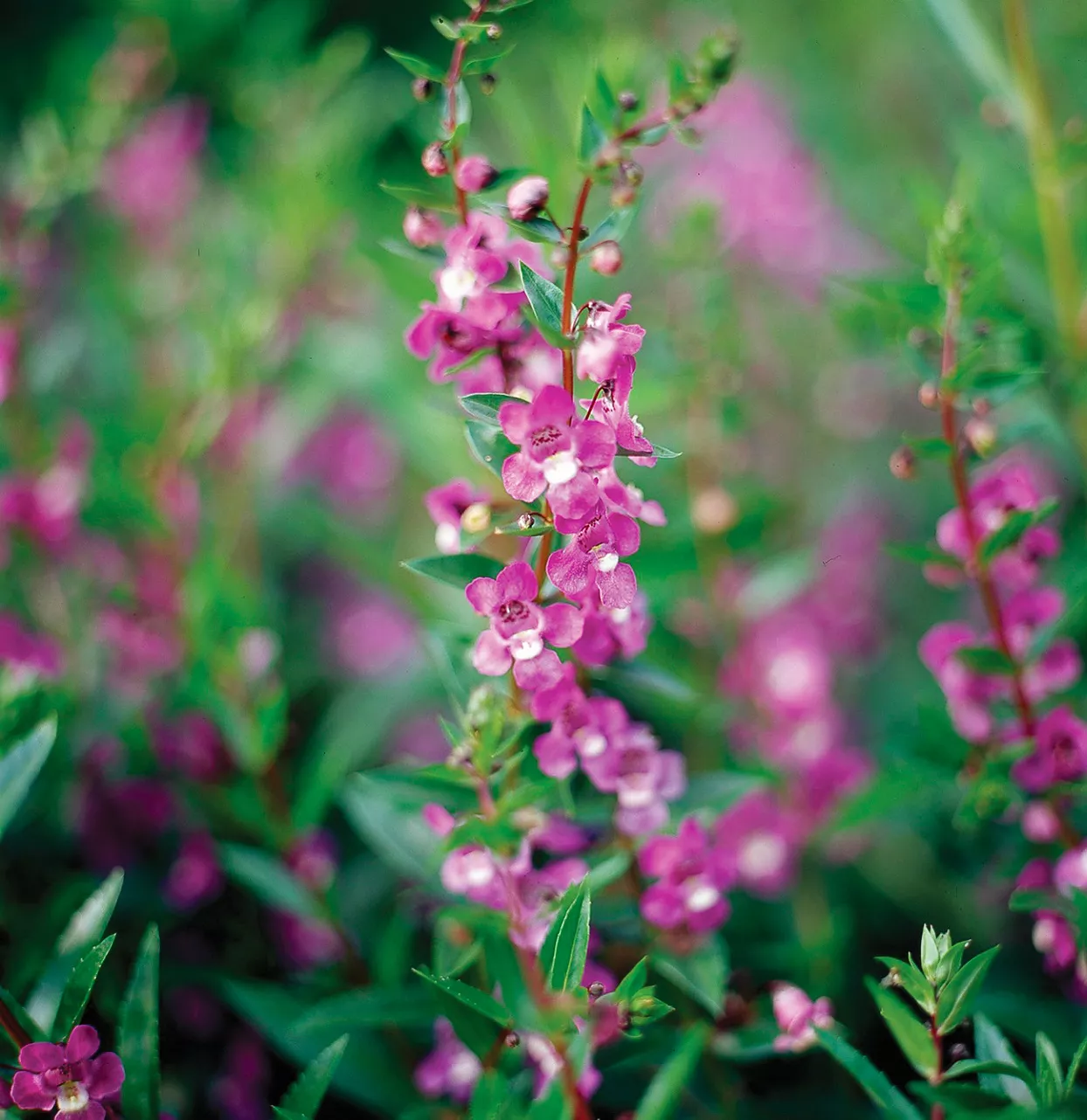 angelmist lavender angelonia