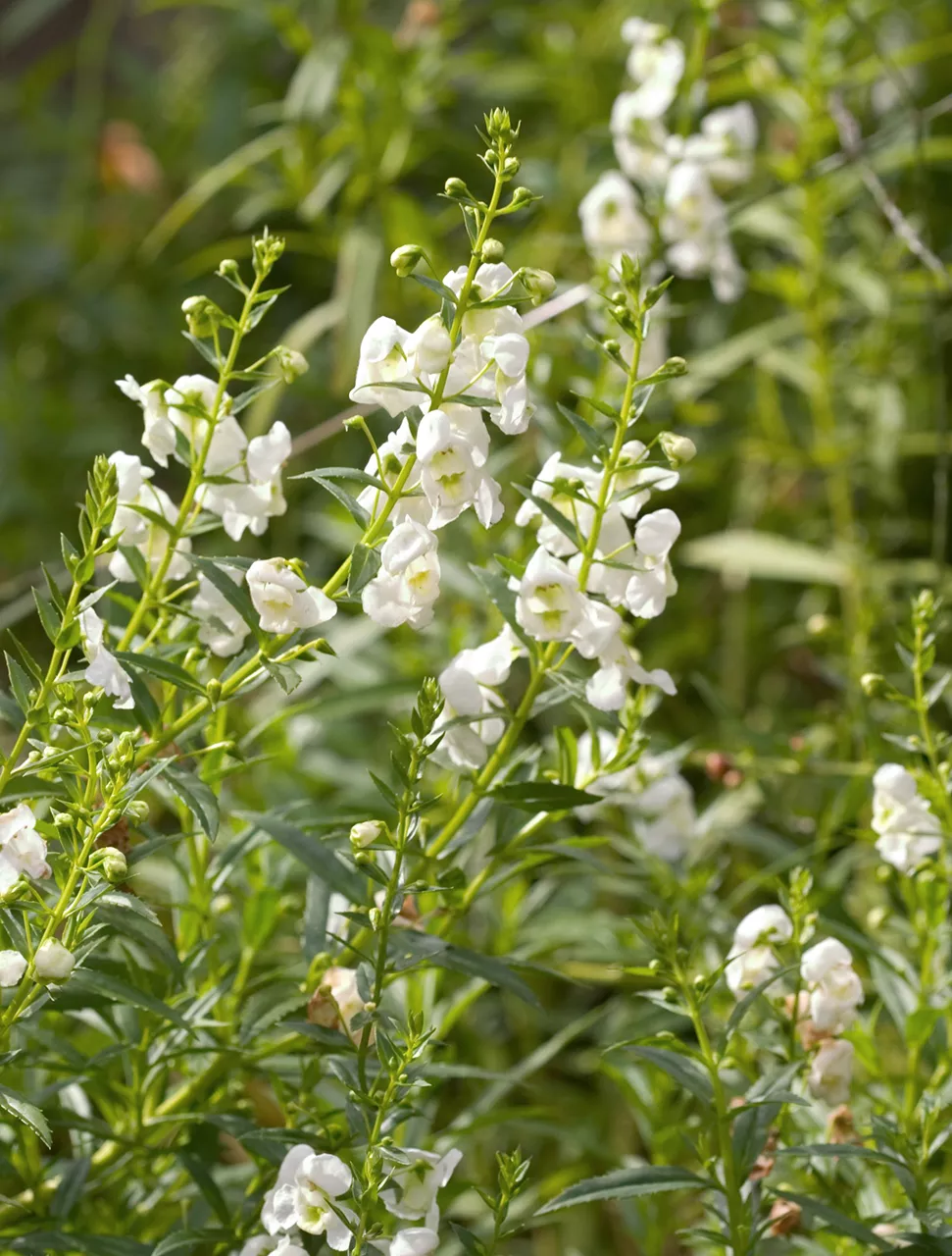 Angelonia Serena White