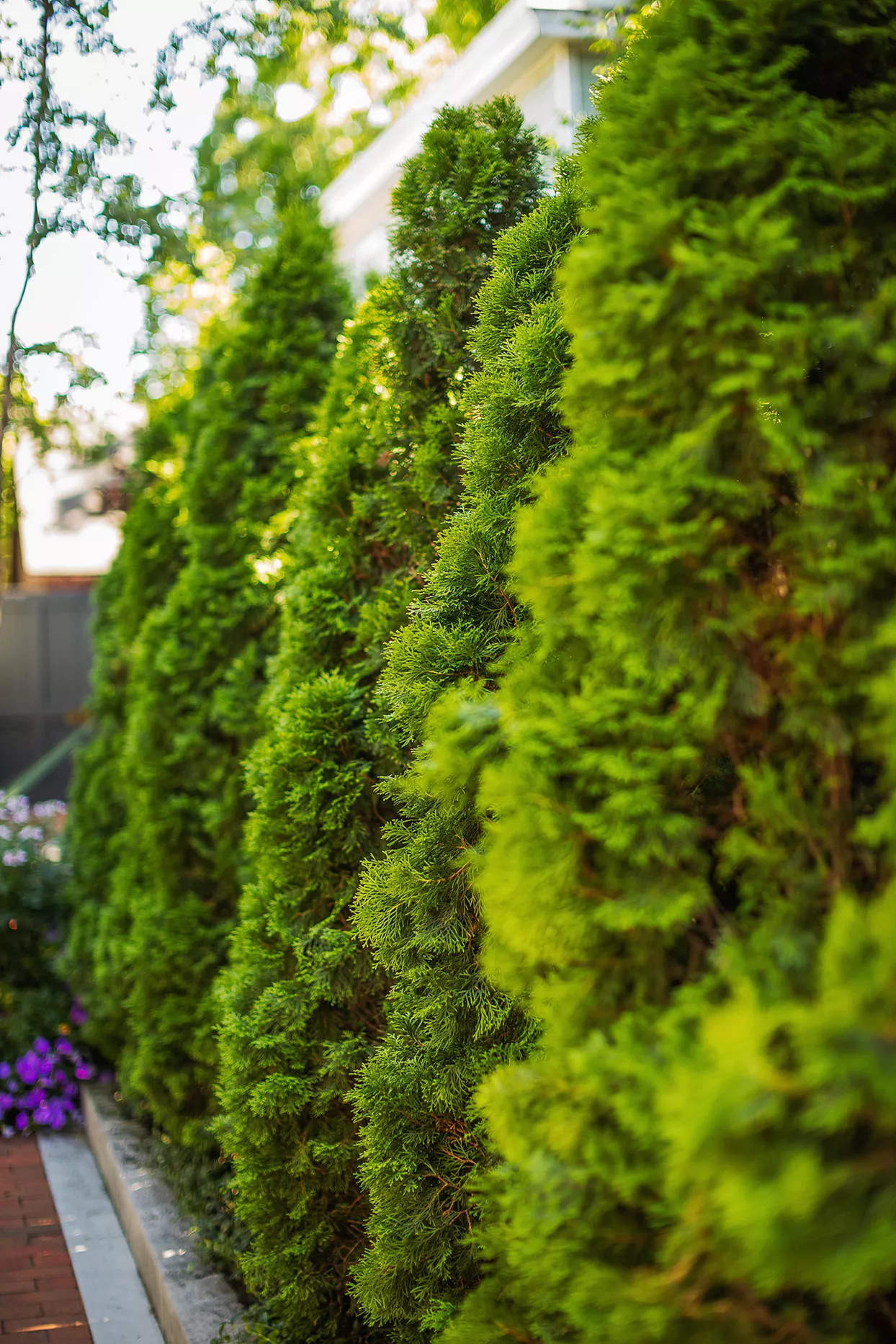 Arborvitaes growing in backyard