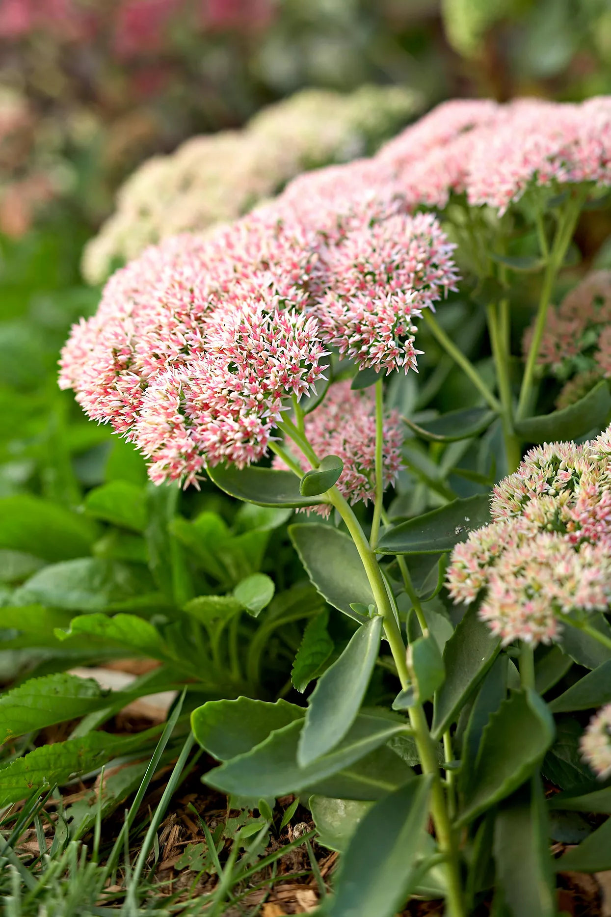 autumn joy sedum pink blooms detail