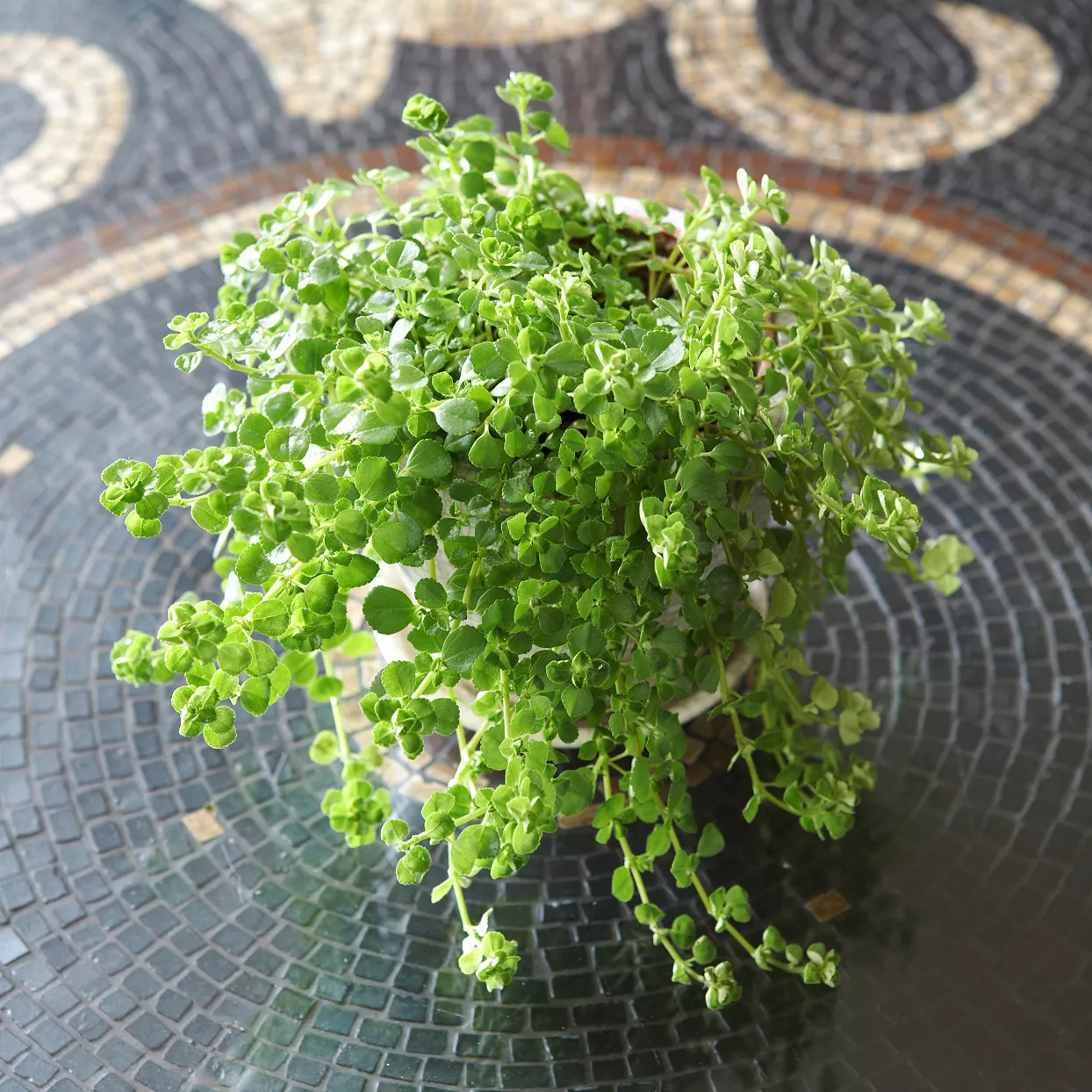 Baby's tears Pilea depressa