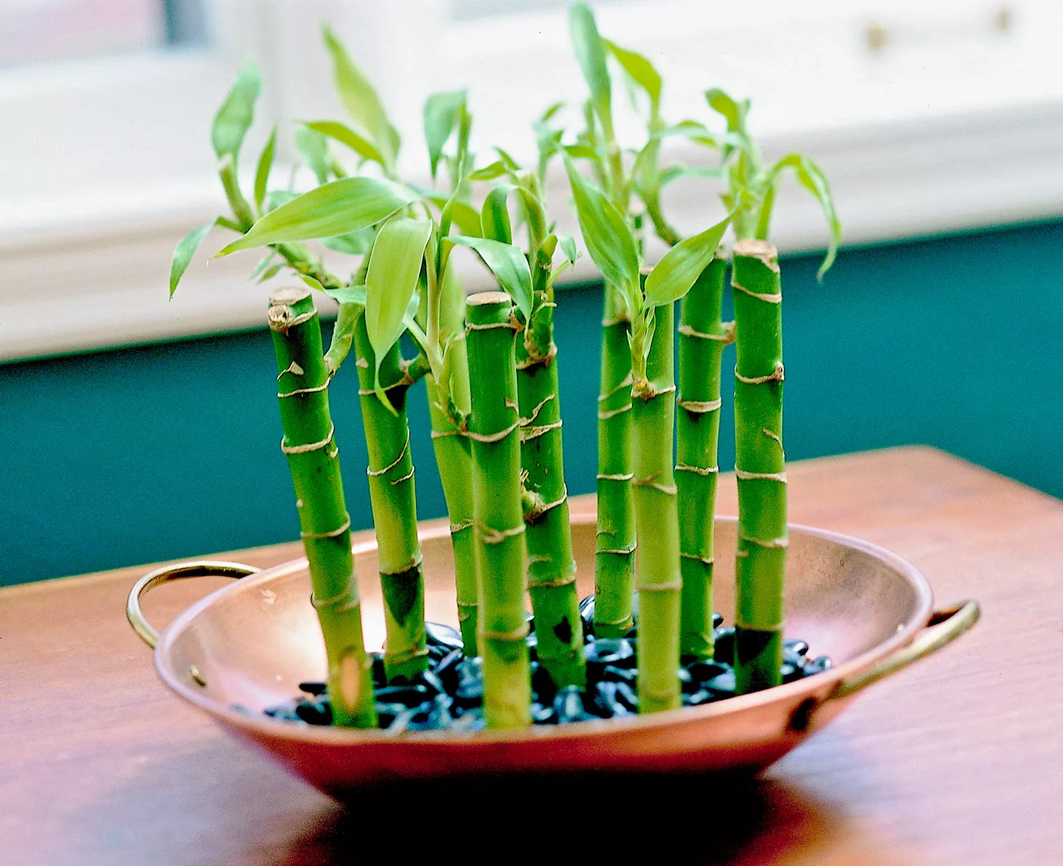 bamboo in gold tray