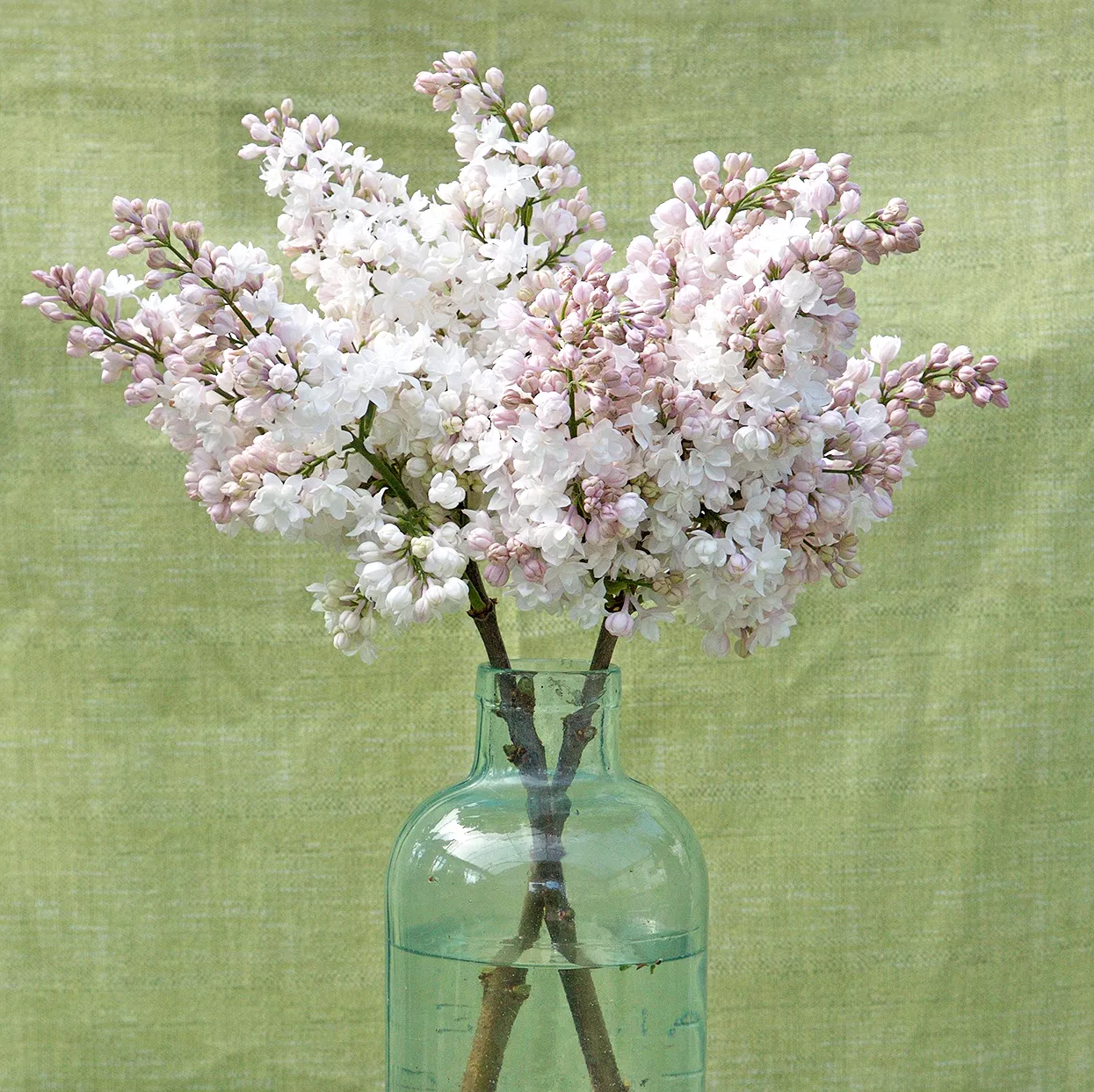 pink Syringa 'Beauty of Moscow' lilac cutting in vase
